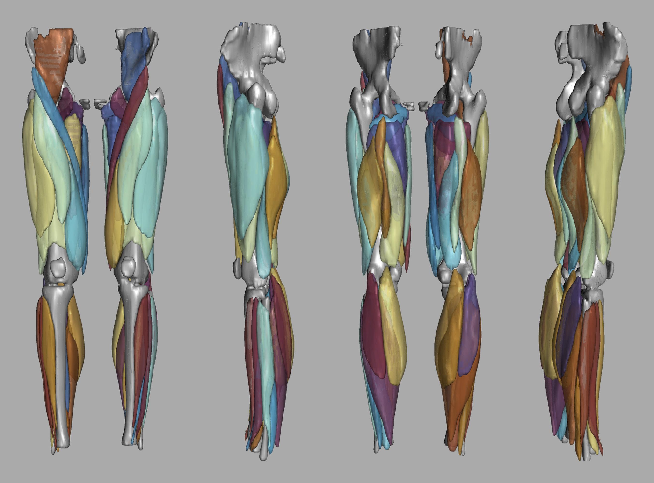 3D render of automated muscle segmentation labels generated using a CNN UNET.