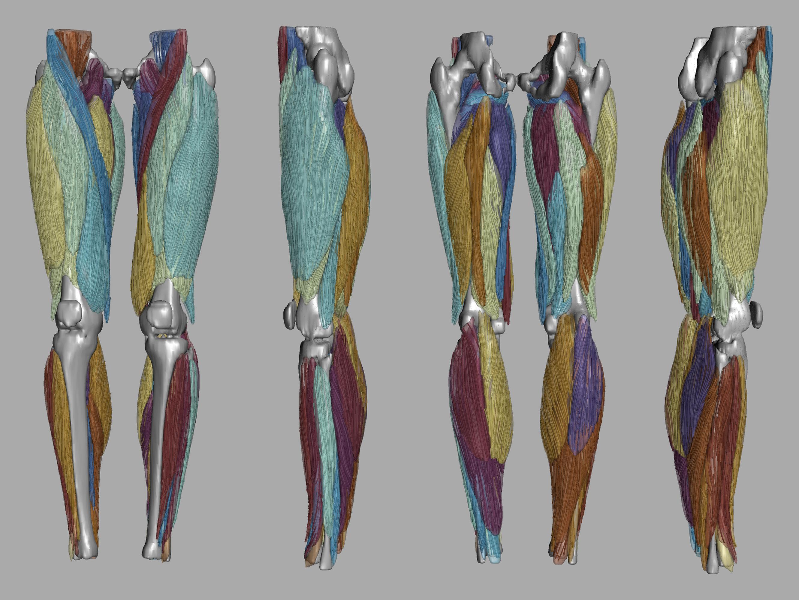 Whole leg 3D fiber tractography of all muscles segmented using a CNN UNET.