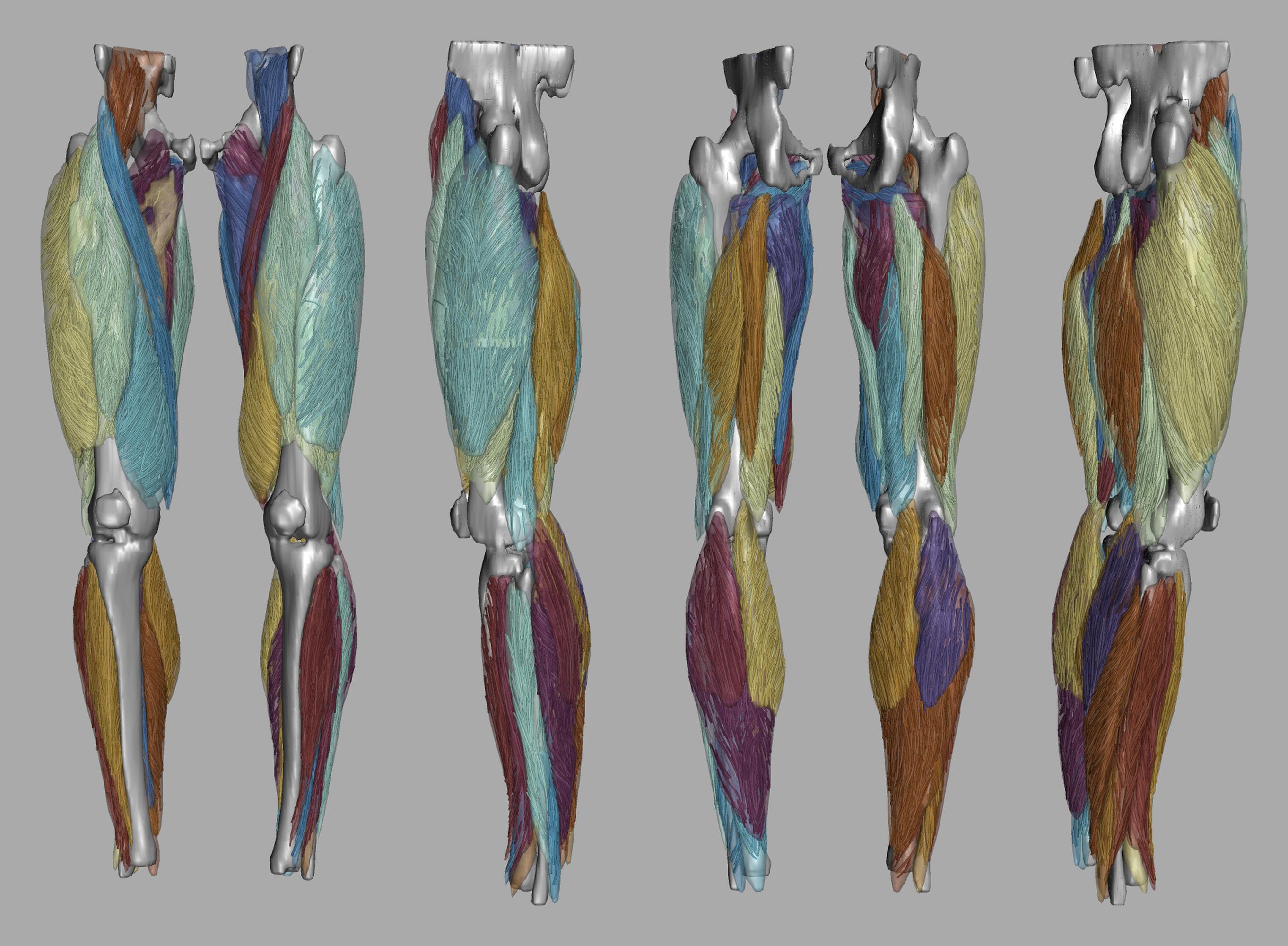 Whole leg 3D fiber tractography of all muscles segmented using a CNN UNET.