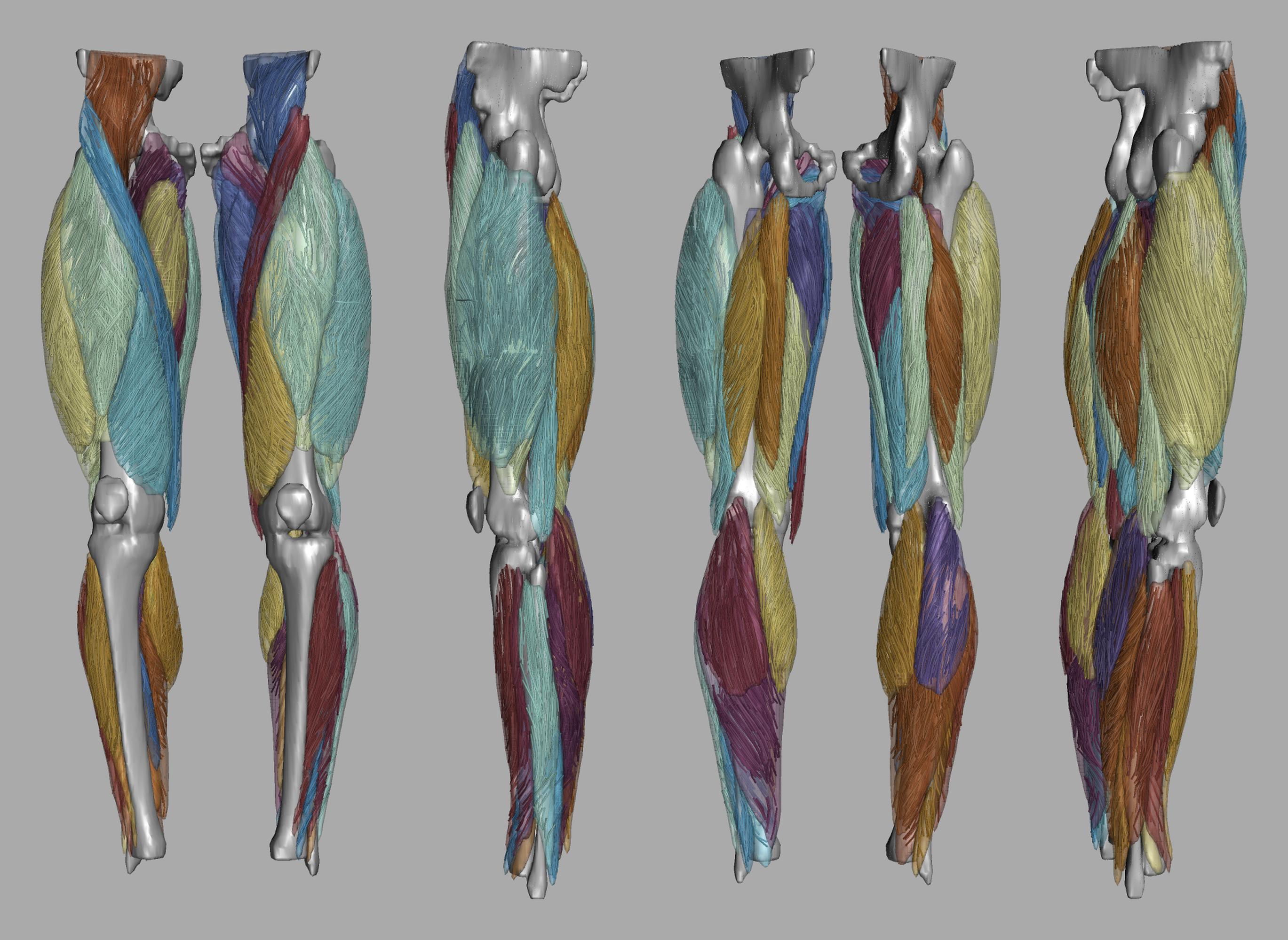 Whole leg 3D fiber tractography of all muscles segmented using a CNN UNET.