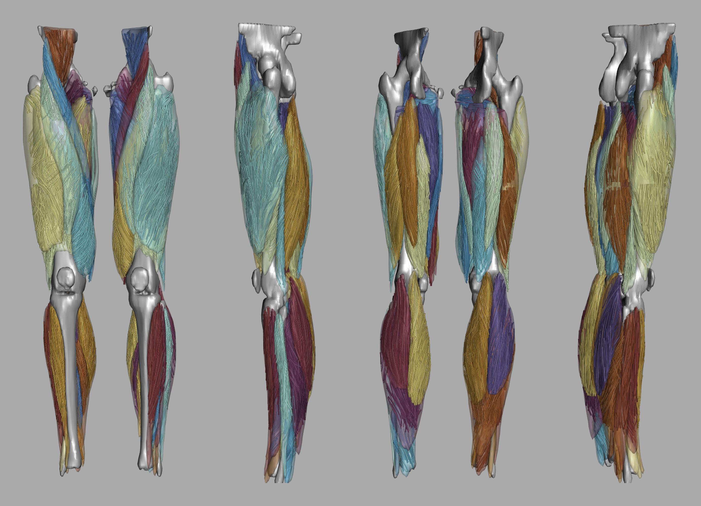 Whole leg 3D fiber tractography of all muscles segmented using a CNN UNET.