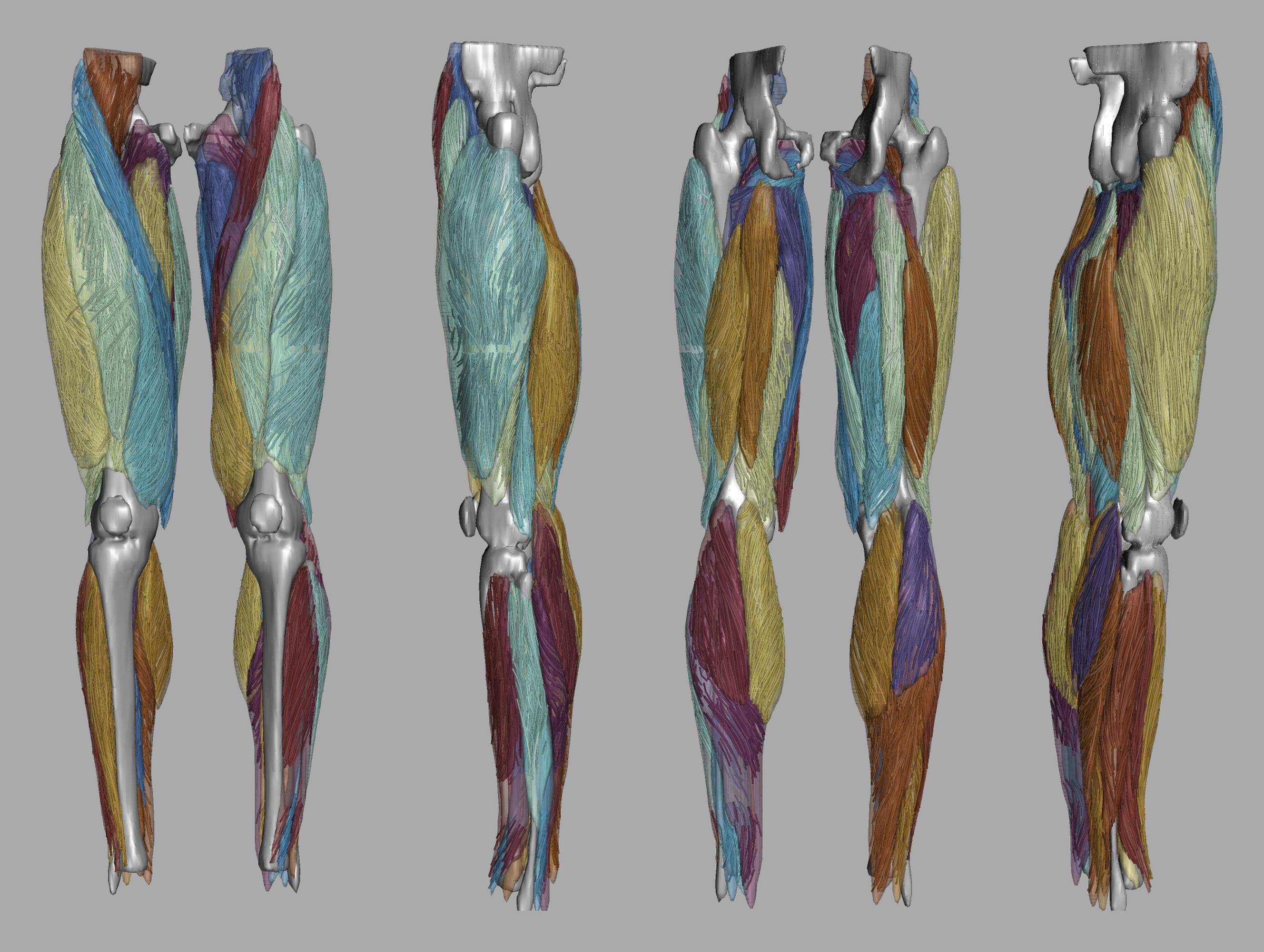 Whole leg 3D fiber tractography of all muscles segmented using a CNN UNET.