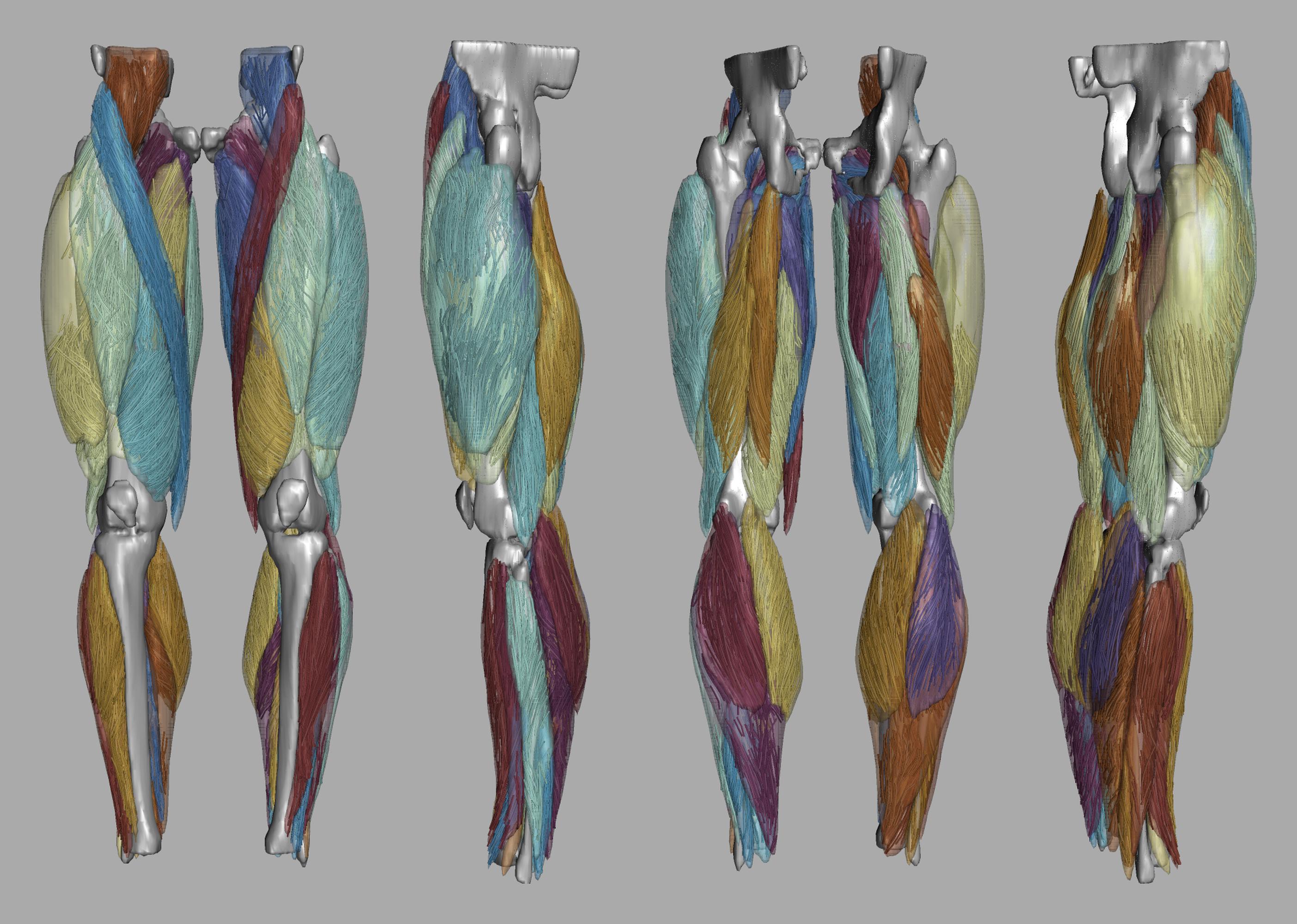 Whole leg 3D fiber tractography of all muscles segmented using a CNN UNET.