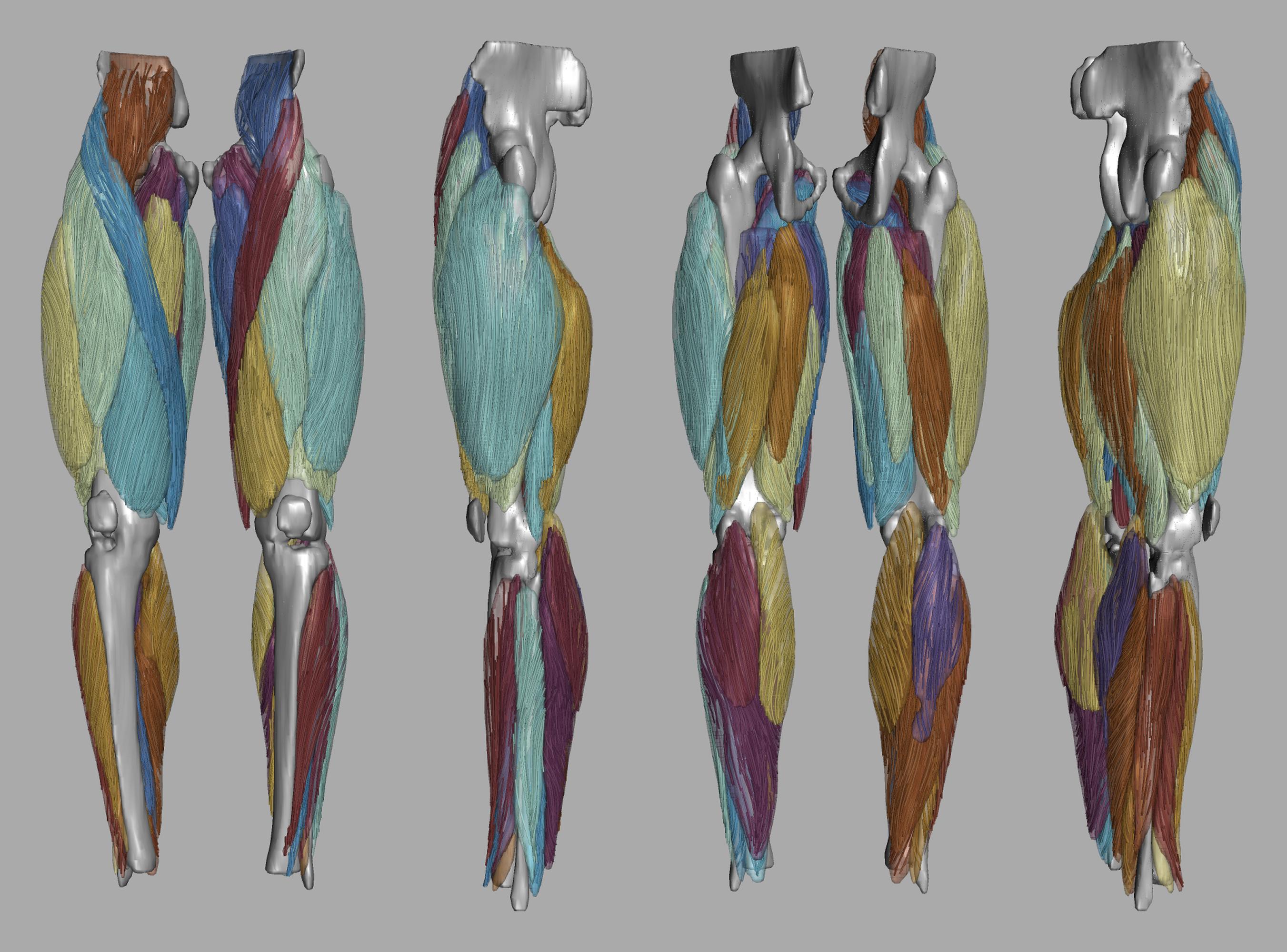 Whole leg 3D fiber tractography of all muscles segmented using a CNN UNET.