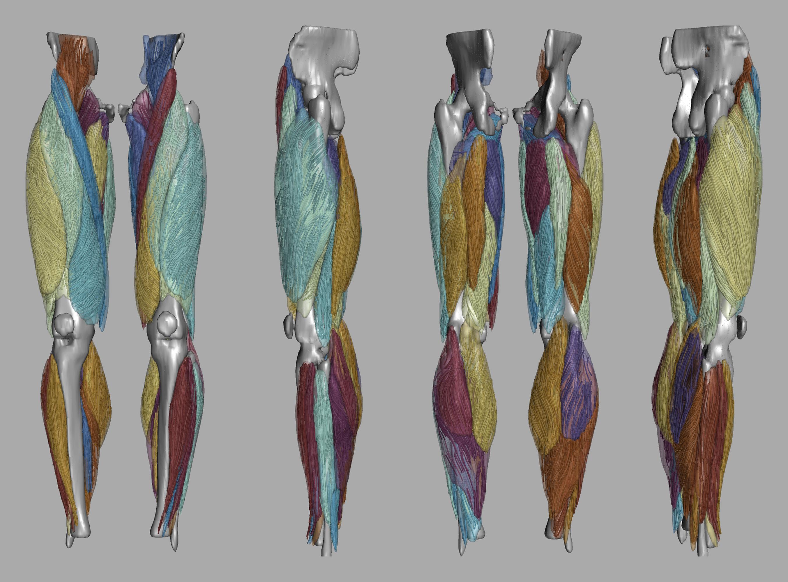 Whole leg 3D fiber tractography of all muscles segmented using a CNN UNET.