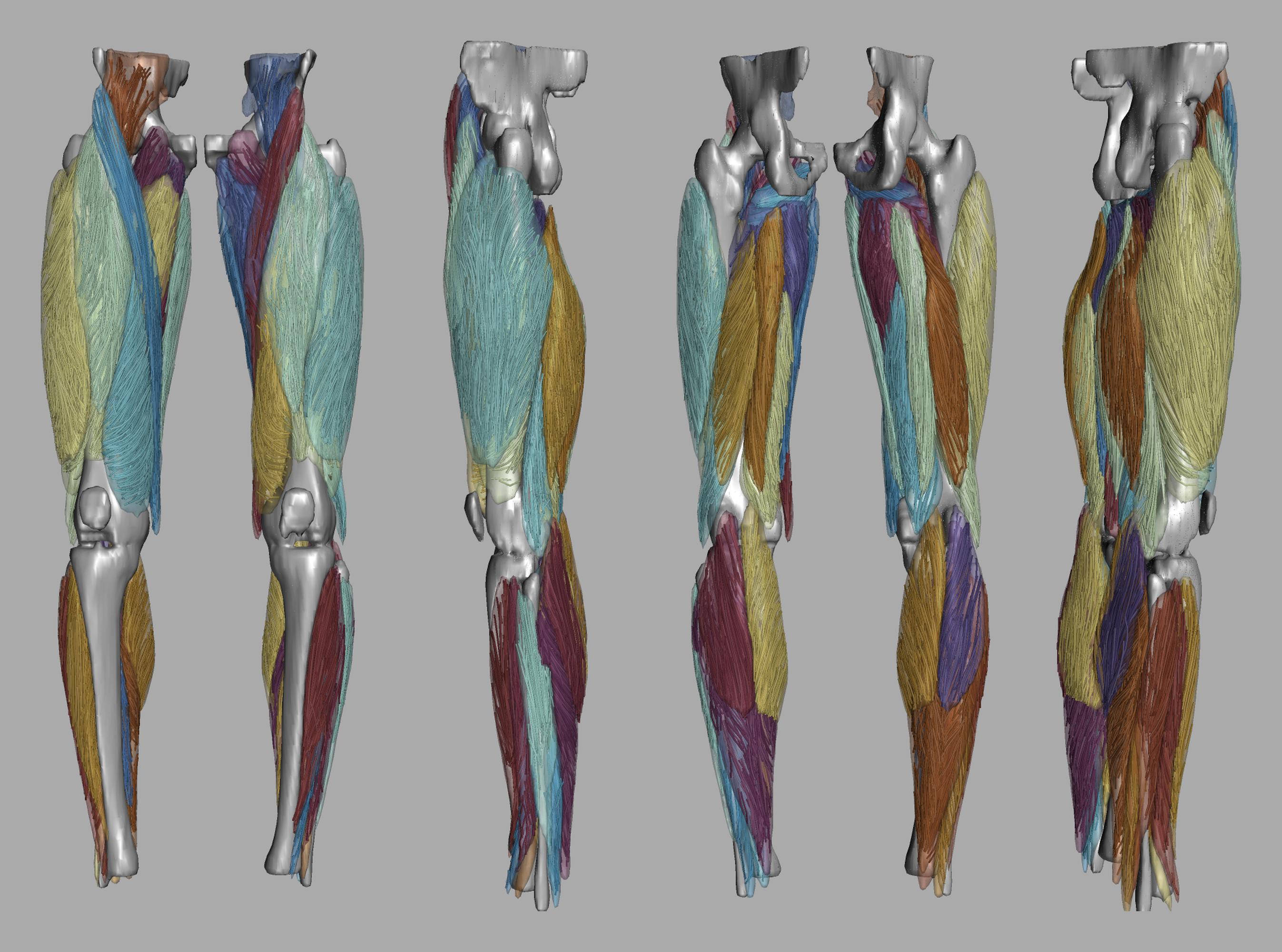Whole leg 3D fiber tractography of all muscles segmented using a CNN UNET.