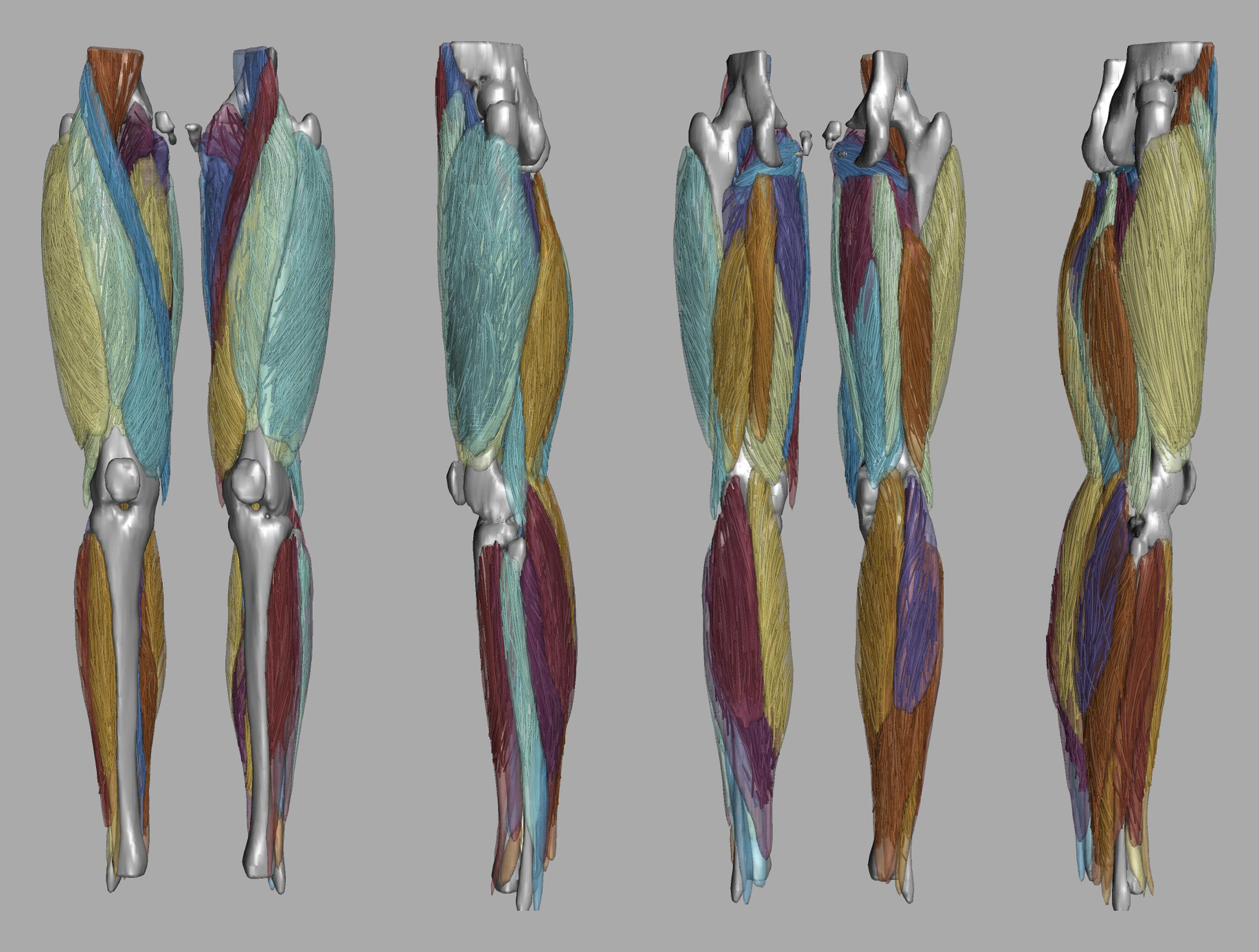 Whole leg 3D fiber tractography of all muscles segmented using a CNN UNET.