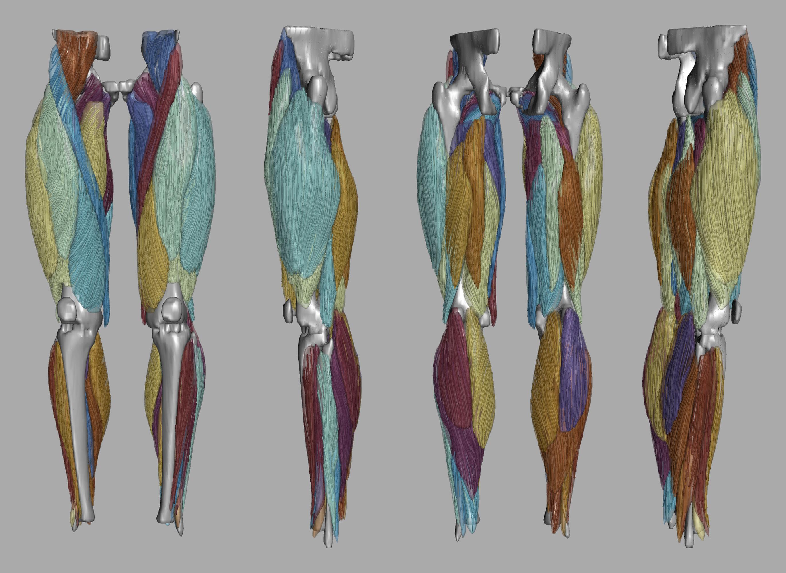 Whole leg 3D fiber tractography of all muscles segmented using a CNN UNET.