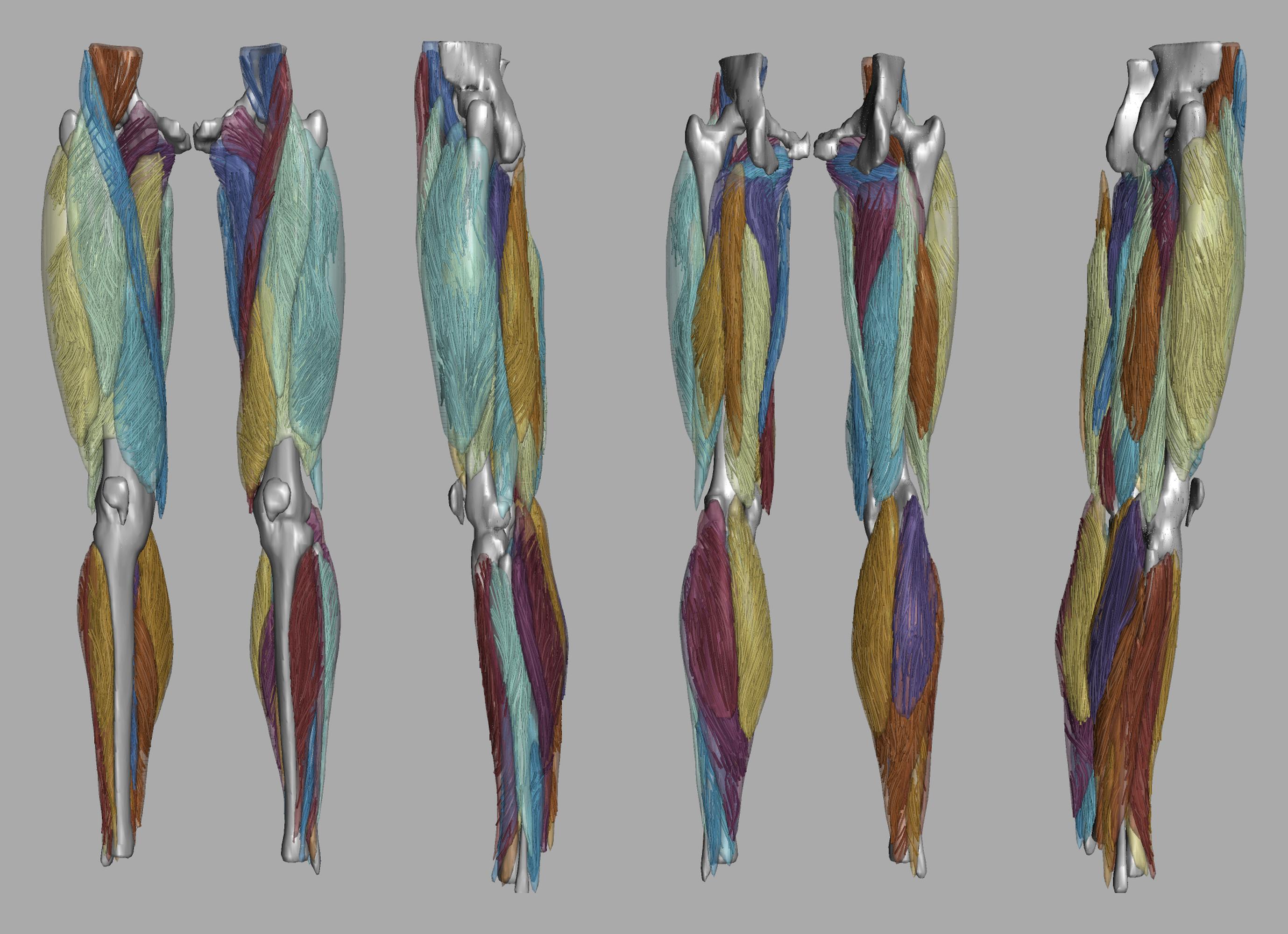 Whole leg 3D fiber tractography of all muscles segmented using a CNN UNET.