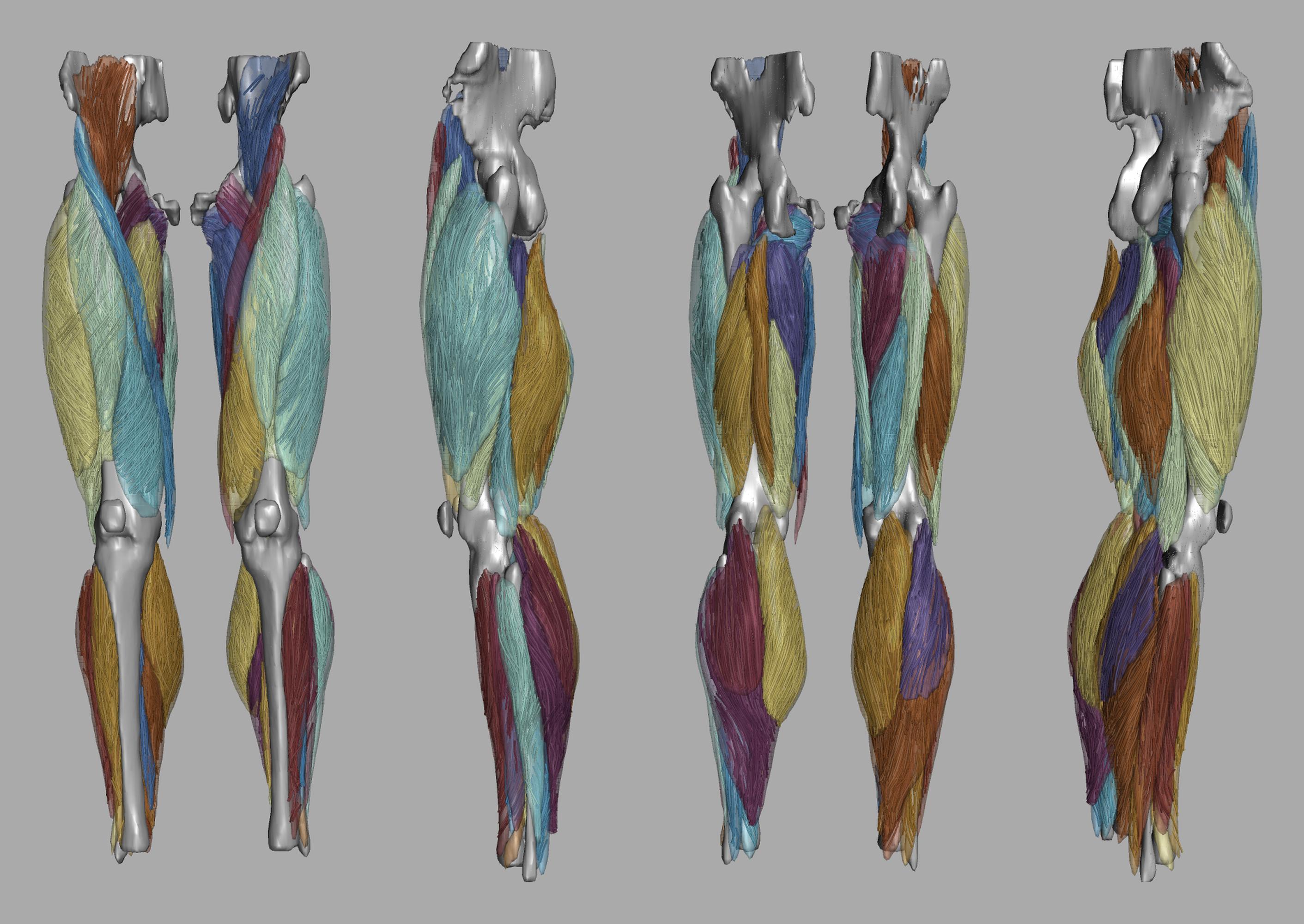 Whole leg 3D fiber tractography of all muscles segmented using a CNN UNET.