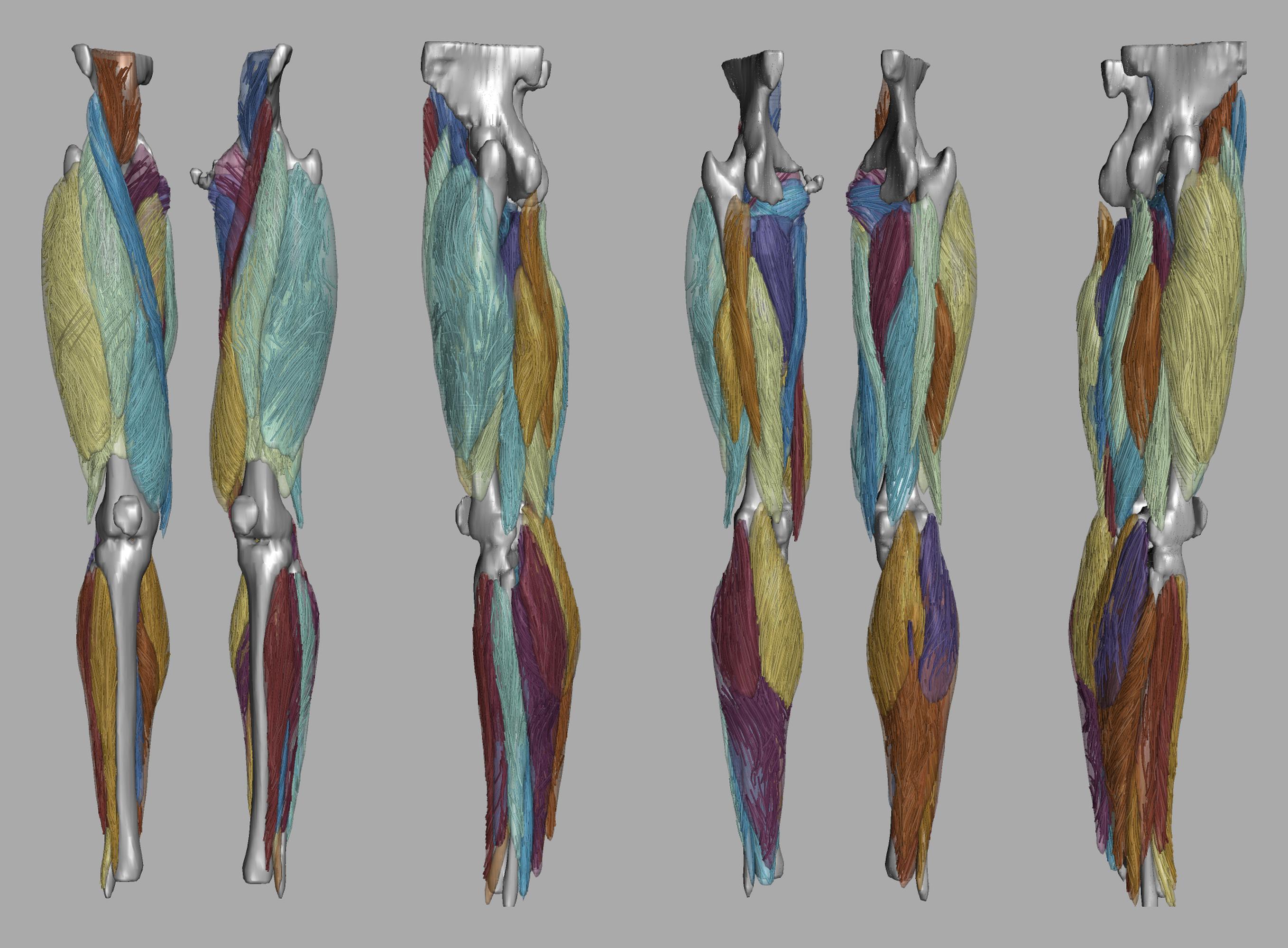 Whole leg 3D fiber tractography of all muscles segmented using a CNN UNET.