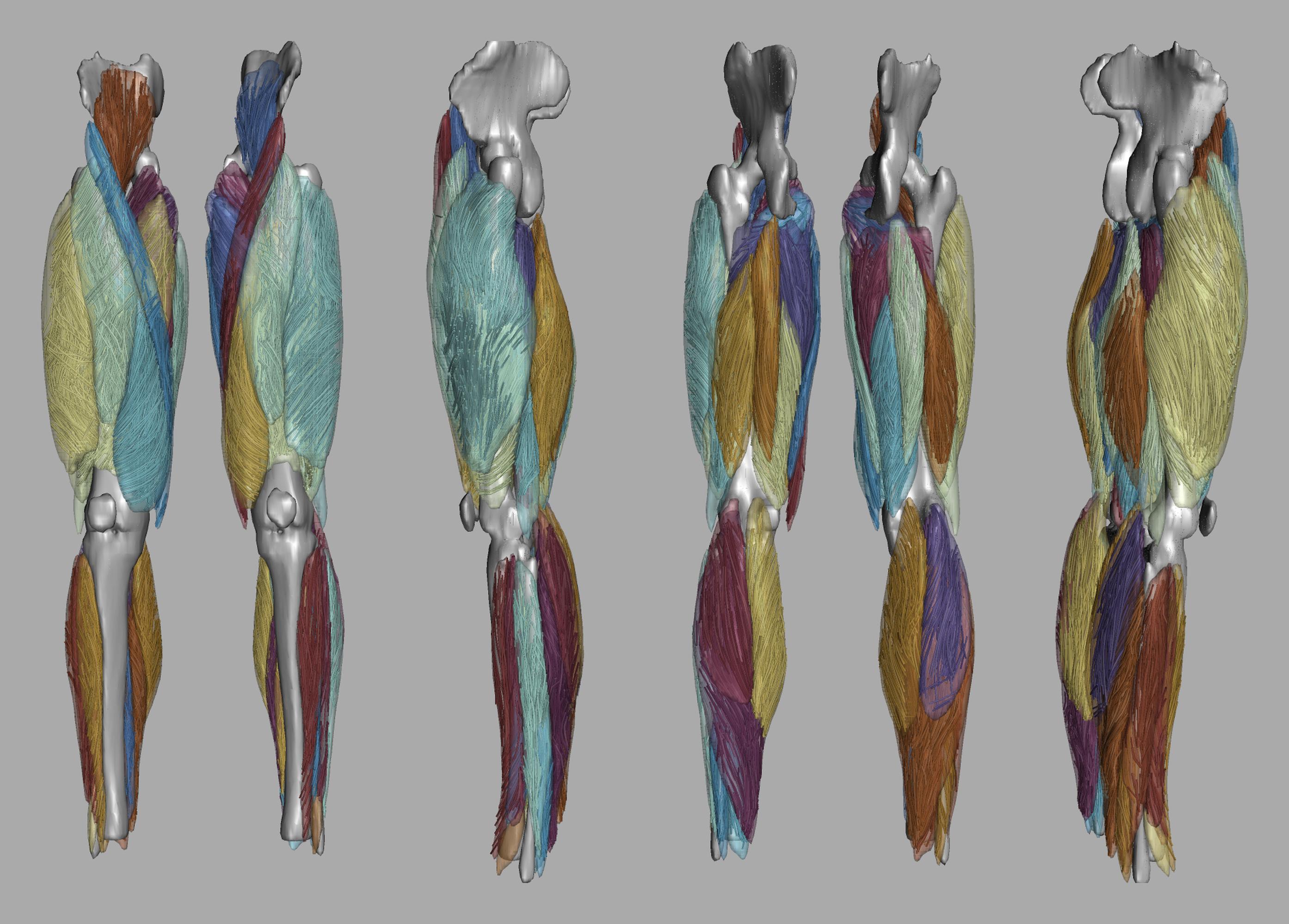 Whole leg 3D fiber tractography of all muscles segmented using a CNN UNET.