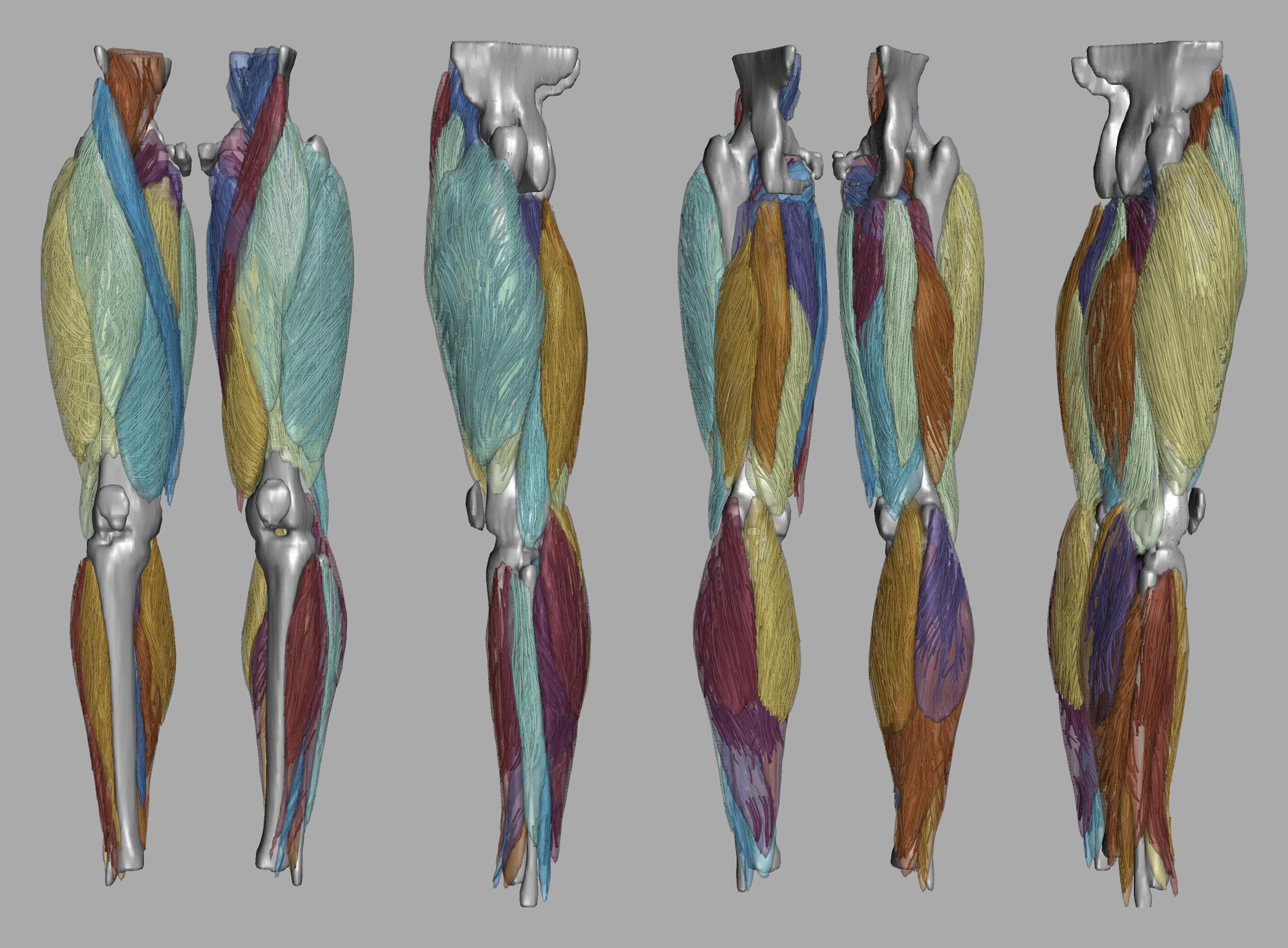 Whole leg 3D fiber tractography of all muscles segmented using a CNN UNET.