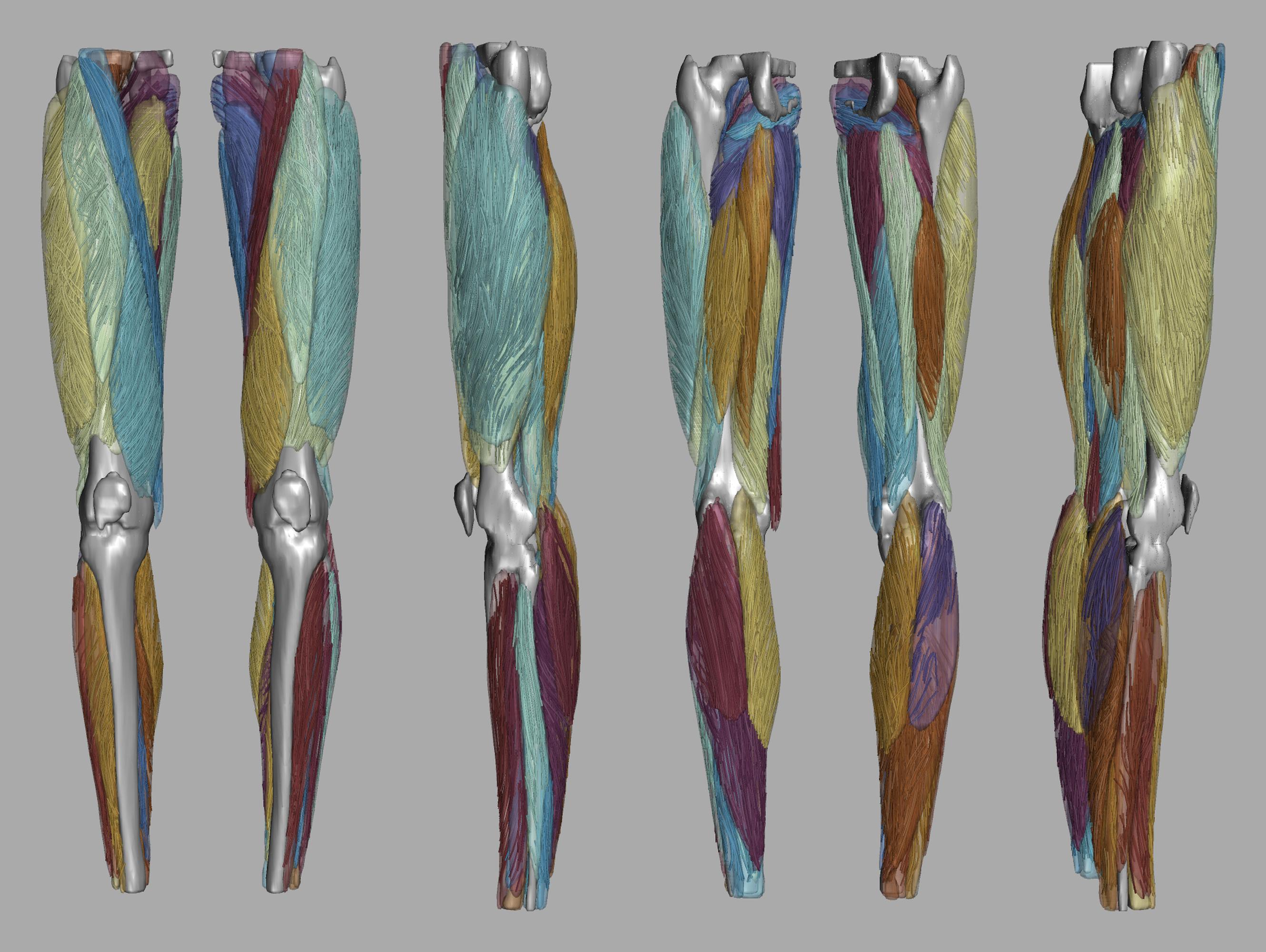 Whole leg 3D fiber tractography of all muscles segmented using a CNN UNET.