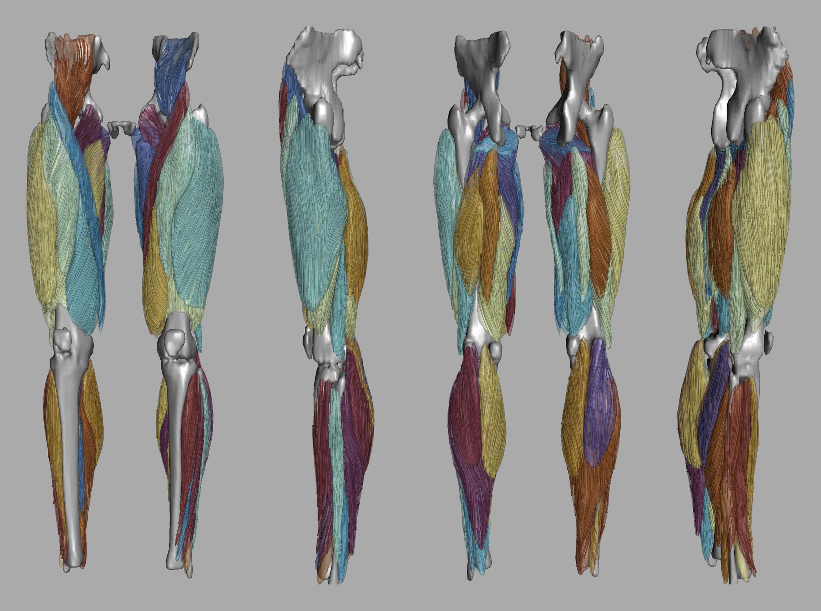 Whole leg 3D fiber tractography of all muscles segmented using a CNN UNET.