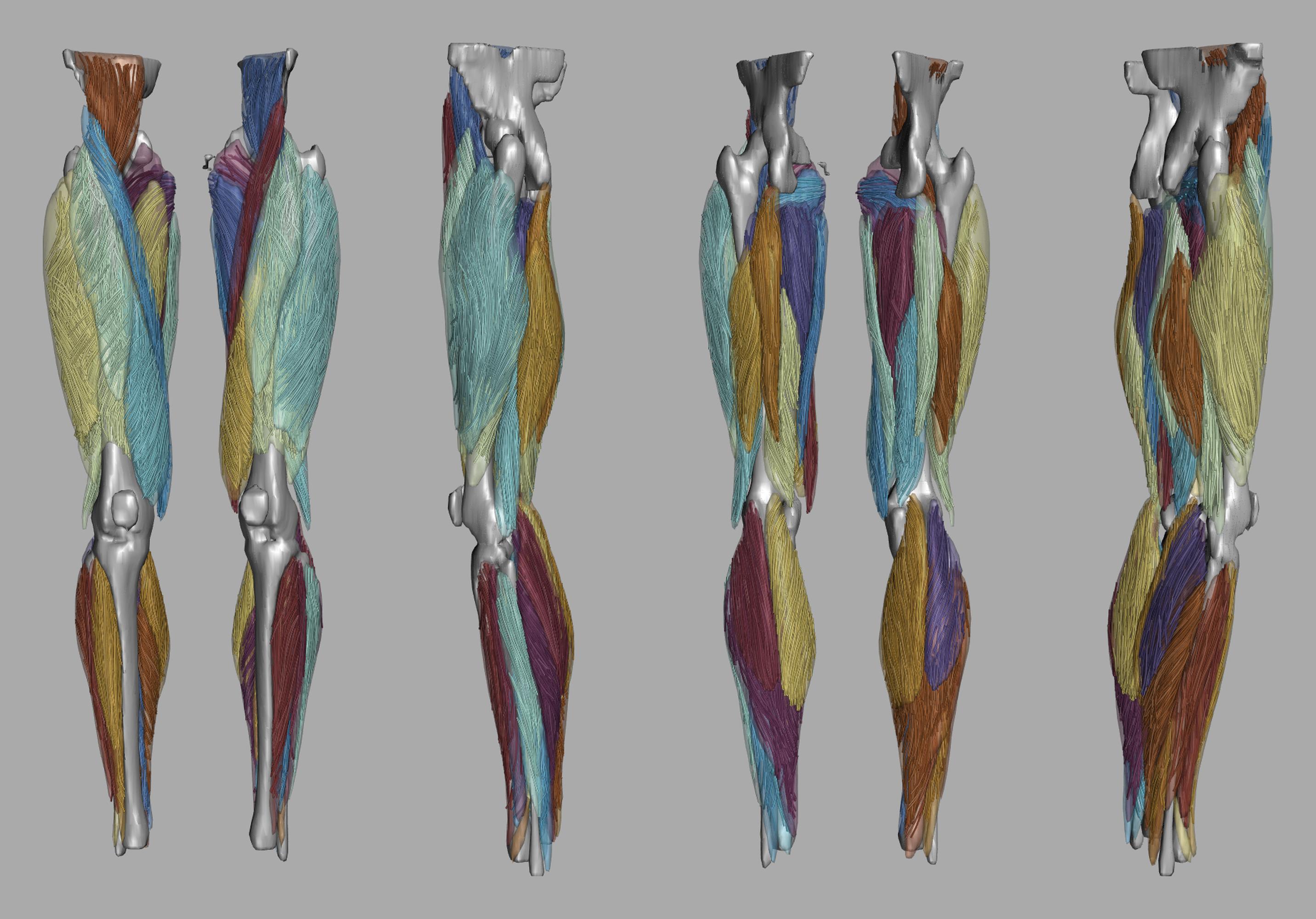 Whole leg 3D fiber tractography of all muscles segmented using a CNN UNET.
