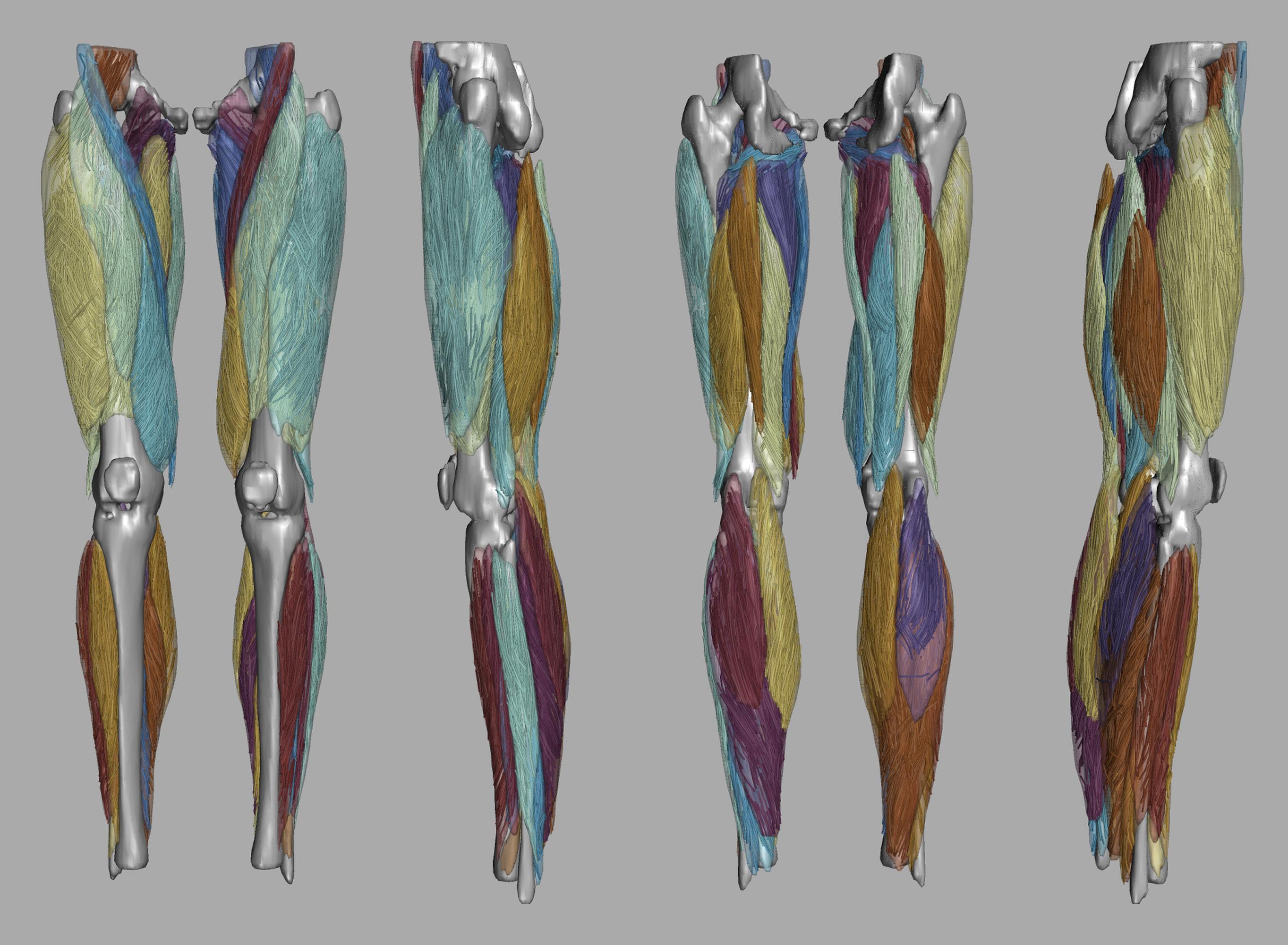 Whole leg 3D fiber tractography of all muscles segmented using a CNN UNET.