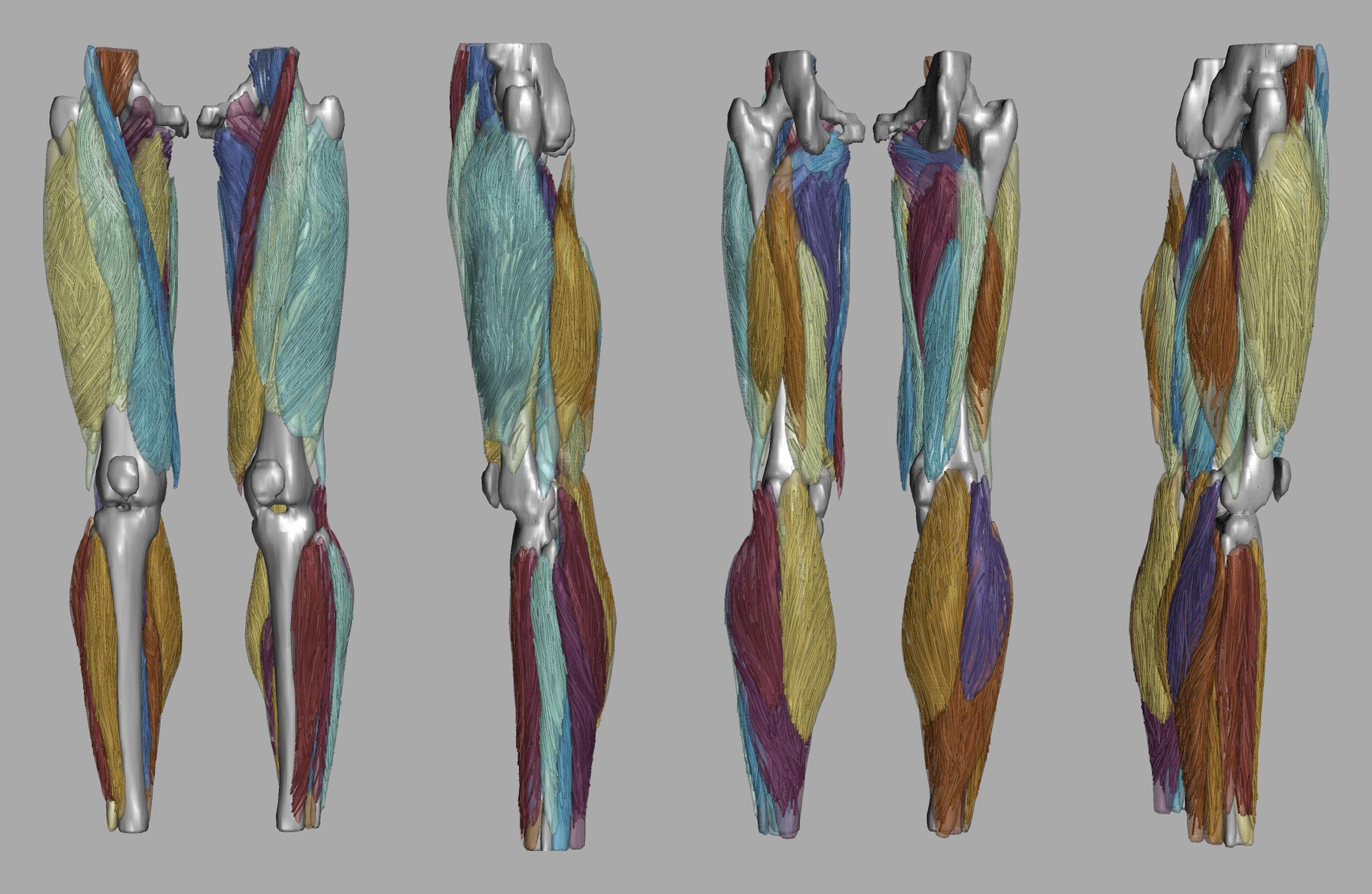 Whole leg 3D fiber tractography of all muscles segmented using a CNN UNET.