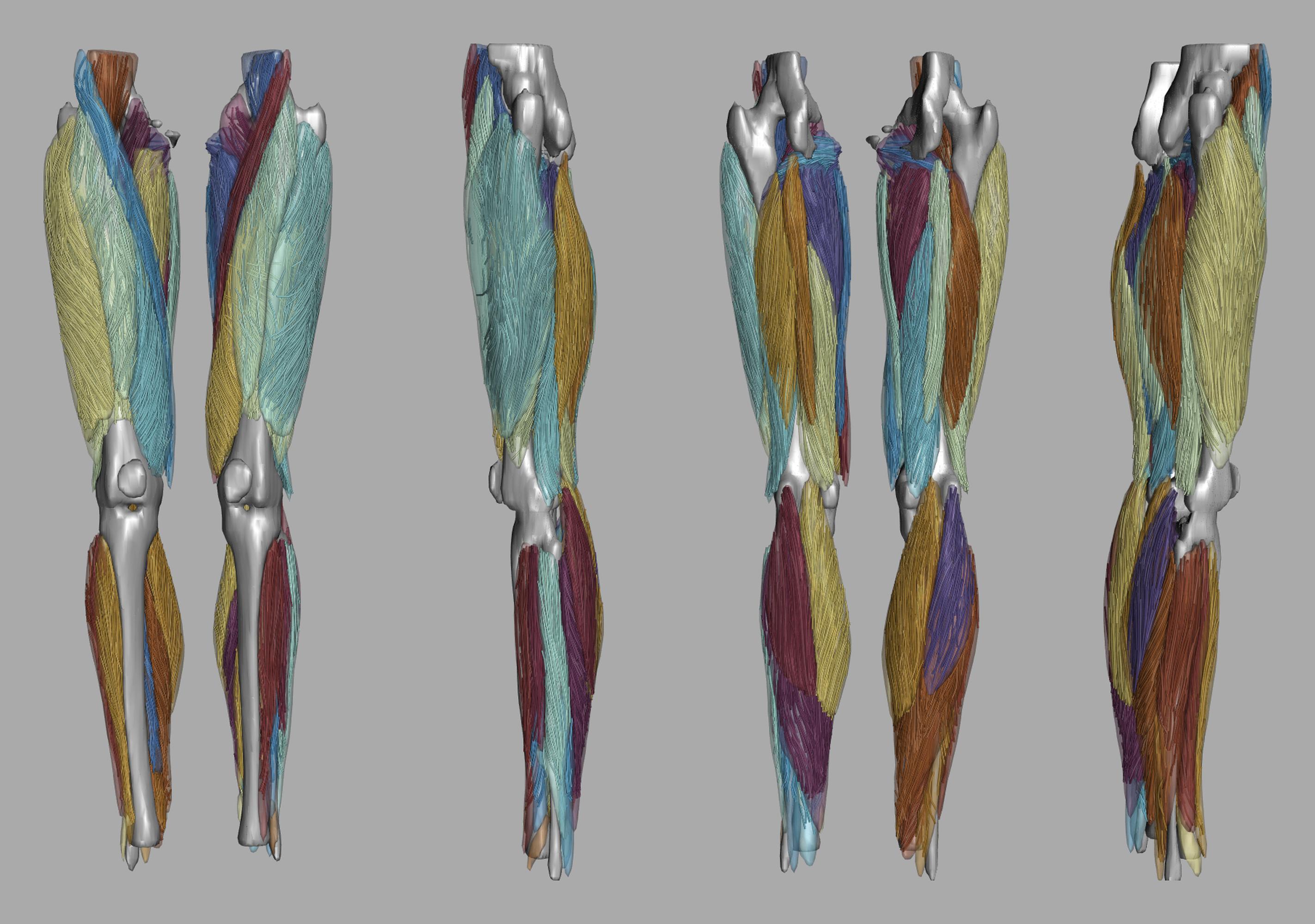 Whole leg 3D fiber tractography of all muscles segmented using a CNN UNET.