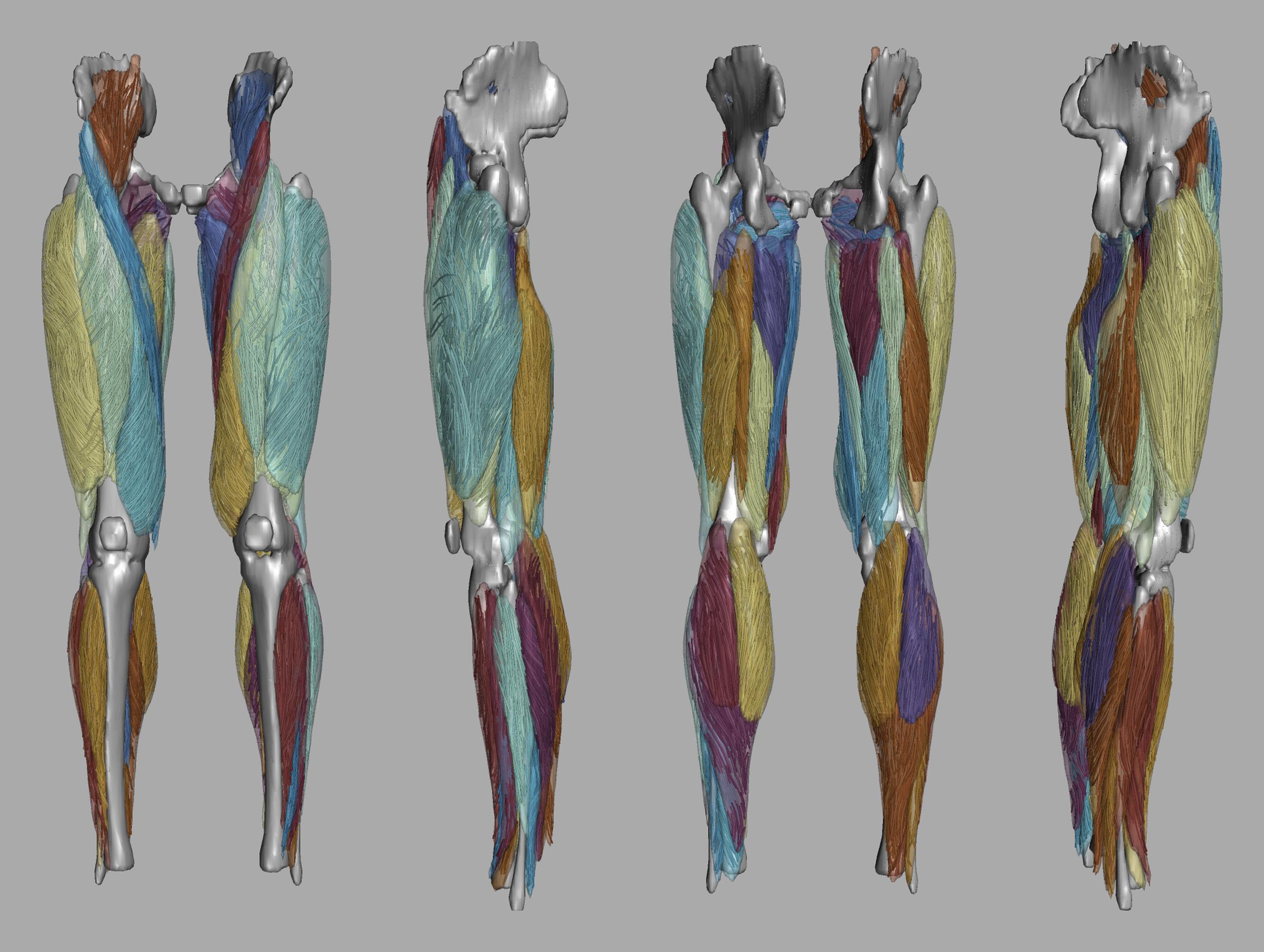Whole leg 3D fiber tractography of all muscles segmented using a CNN UNET.