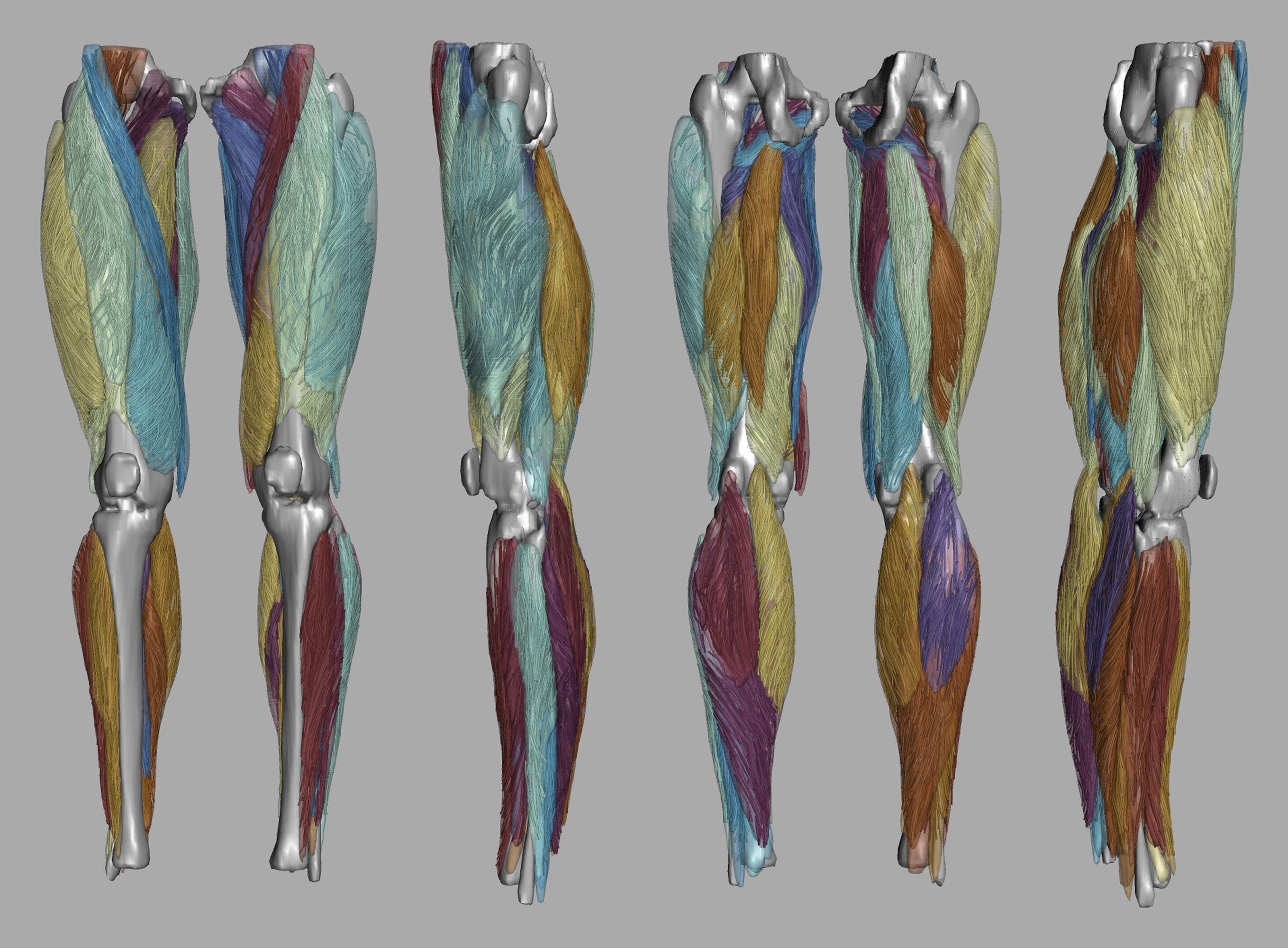 Whole leg 3D fiber tractography of all muscles segmented using a CNN UNET.