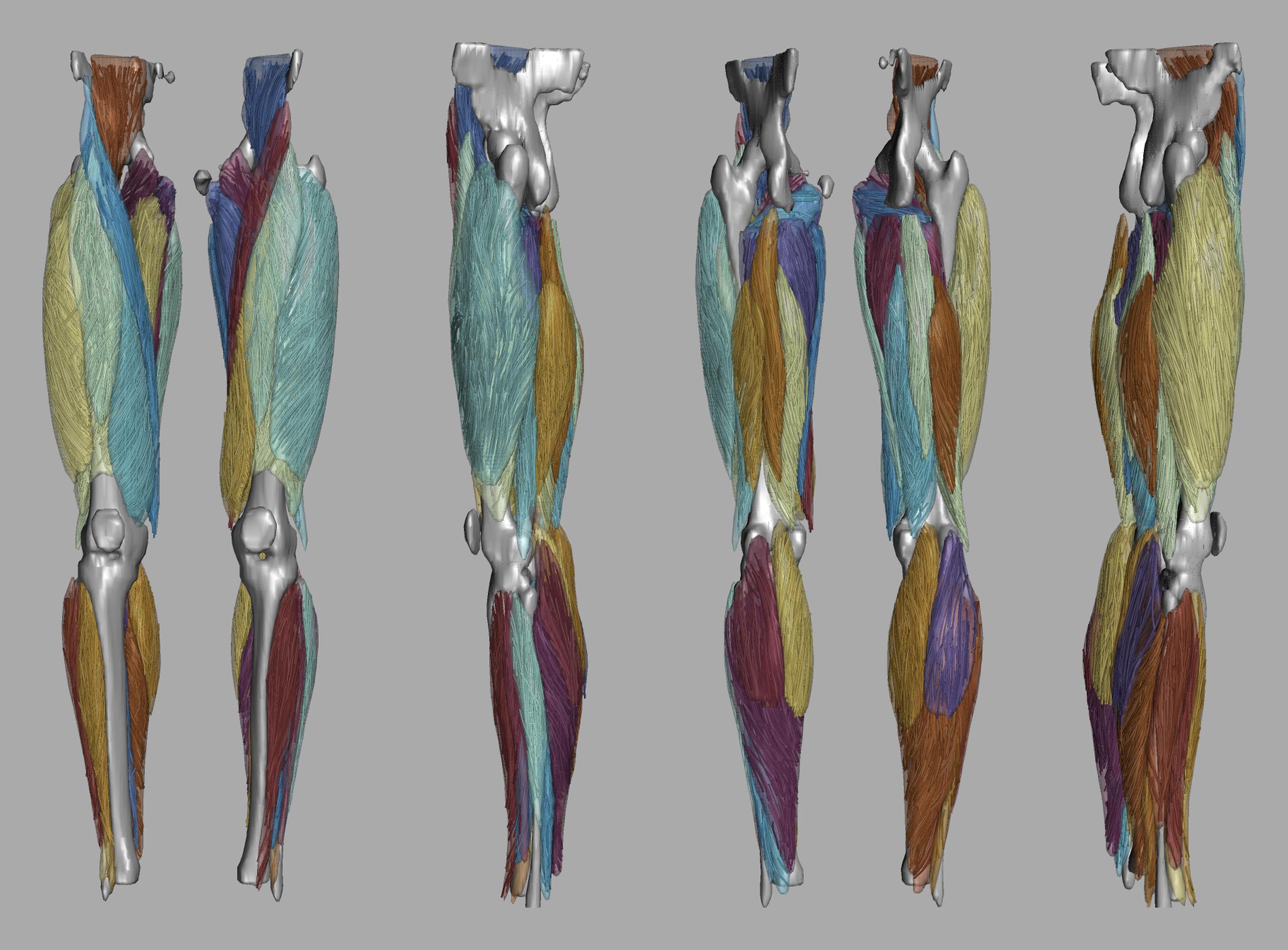 Whole leg 3D fiber tractography of all muscles segmented using a CNN UNET.