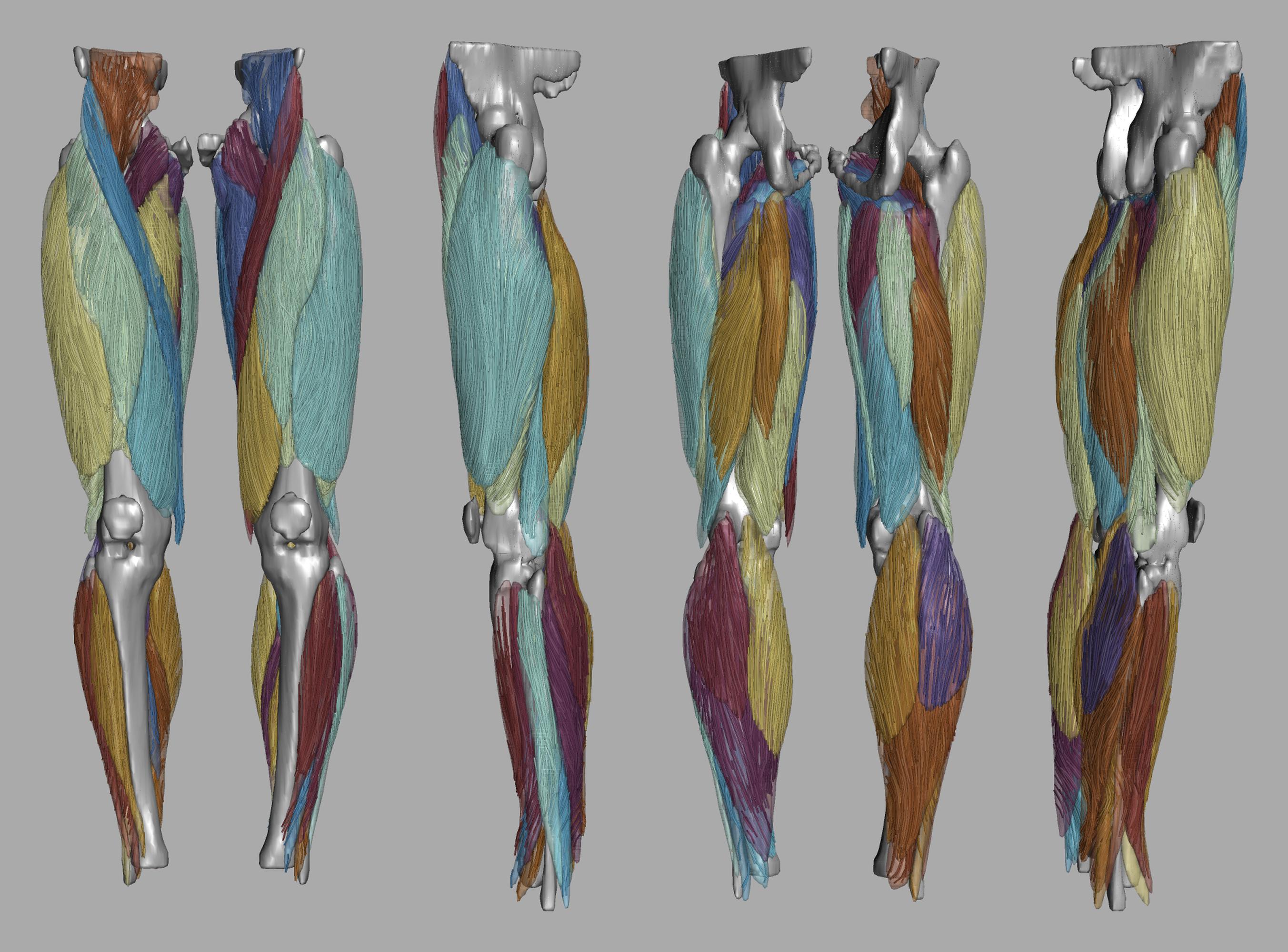 Whole leg 3D fiber tractography of all muscles segmented using a CNN UNET.