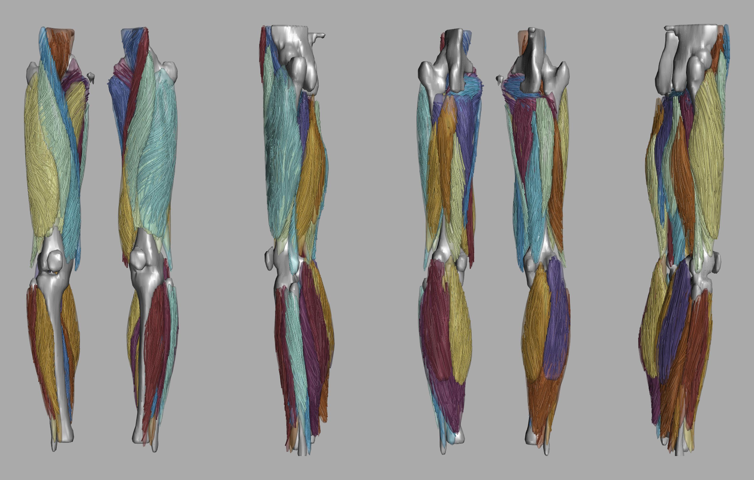 Whole leg 3D fiber tractography of all muscles segmented using a CNN UNET.