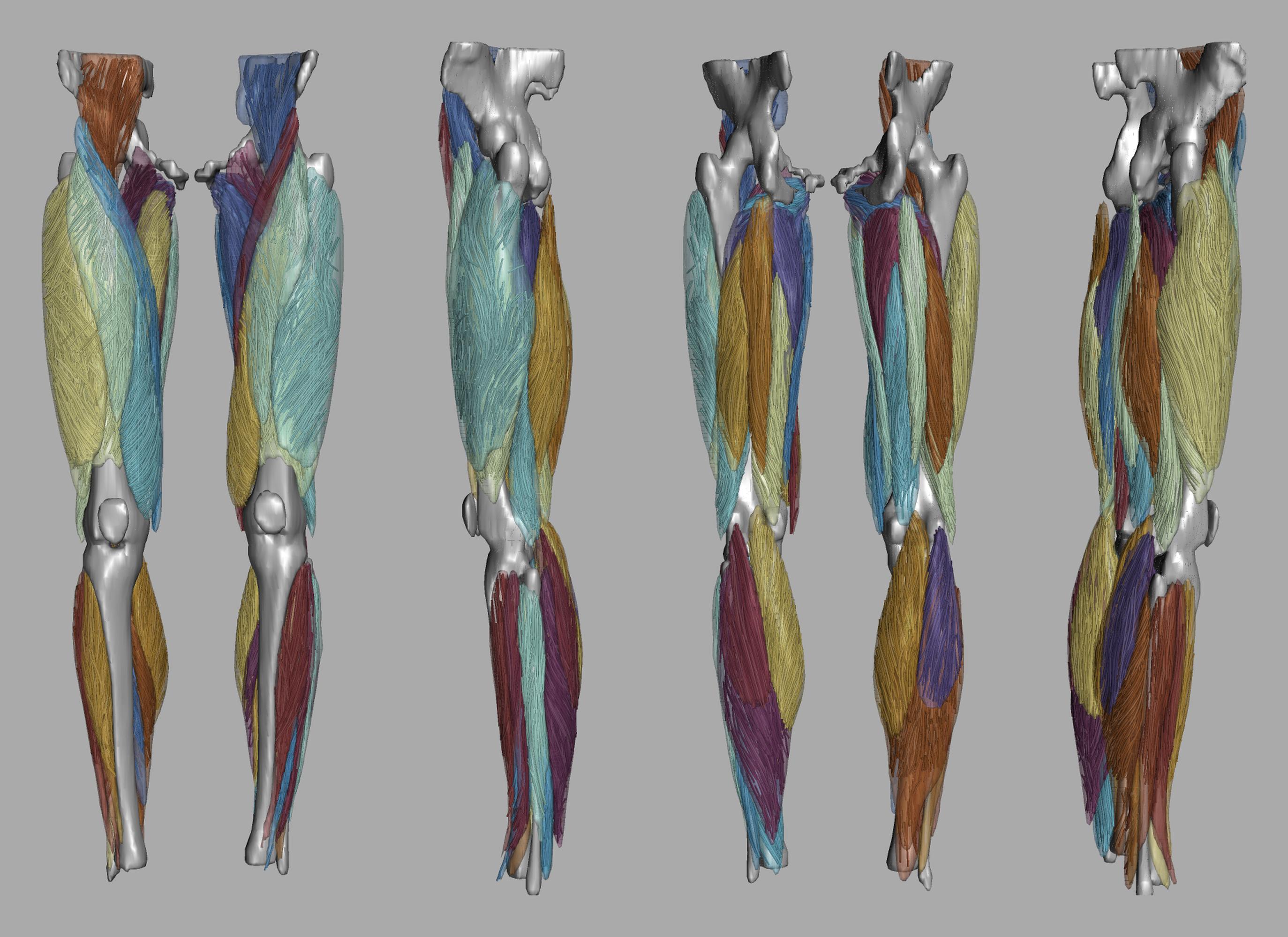 Whole leg 3D fiber tractography of all muscles segmented using a CNN UNET.