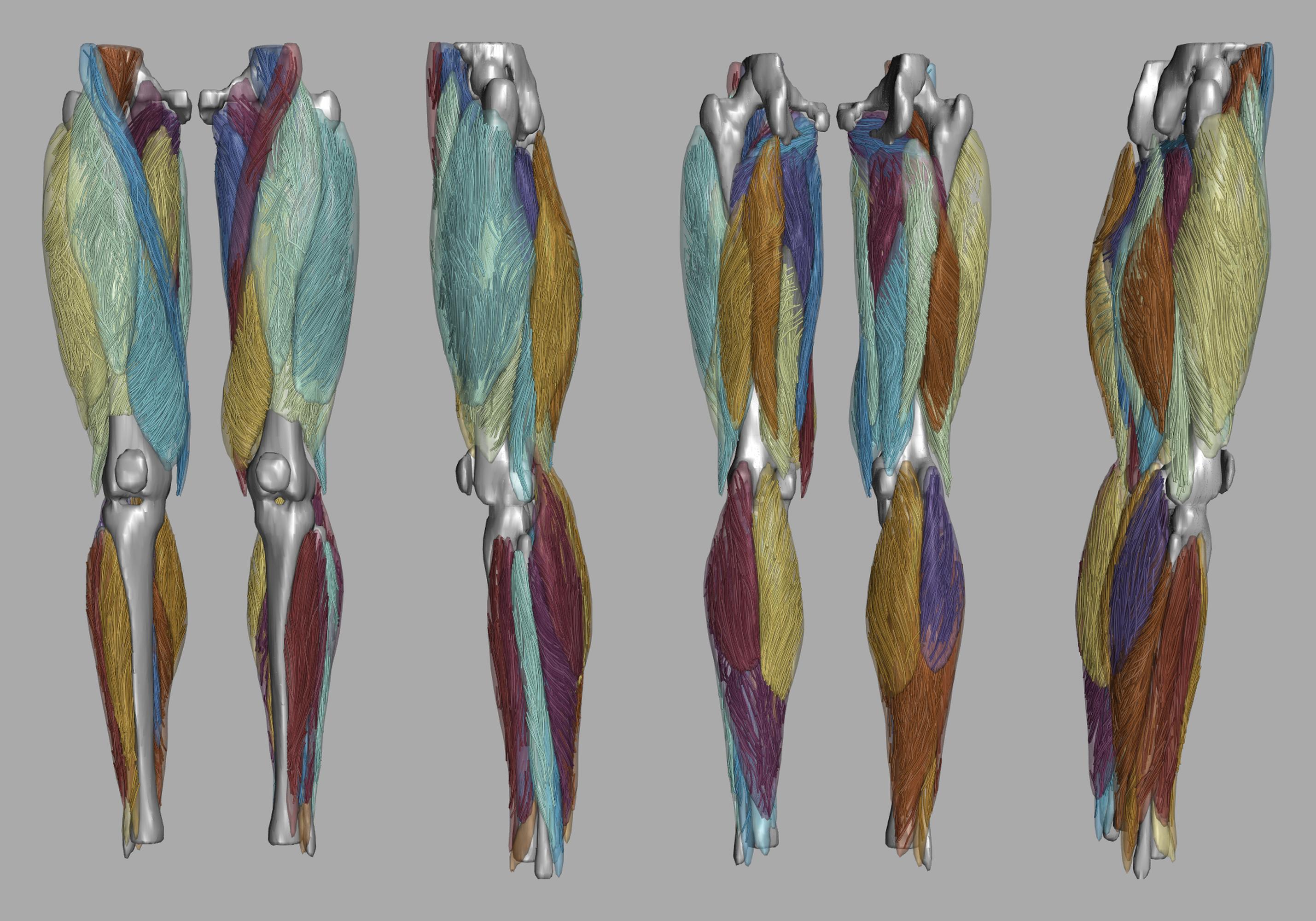 Whole leg 3D fiber tractography of all muscles segmented using a CNN UNET.
