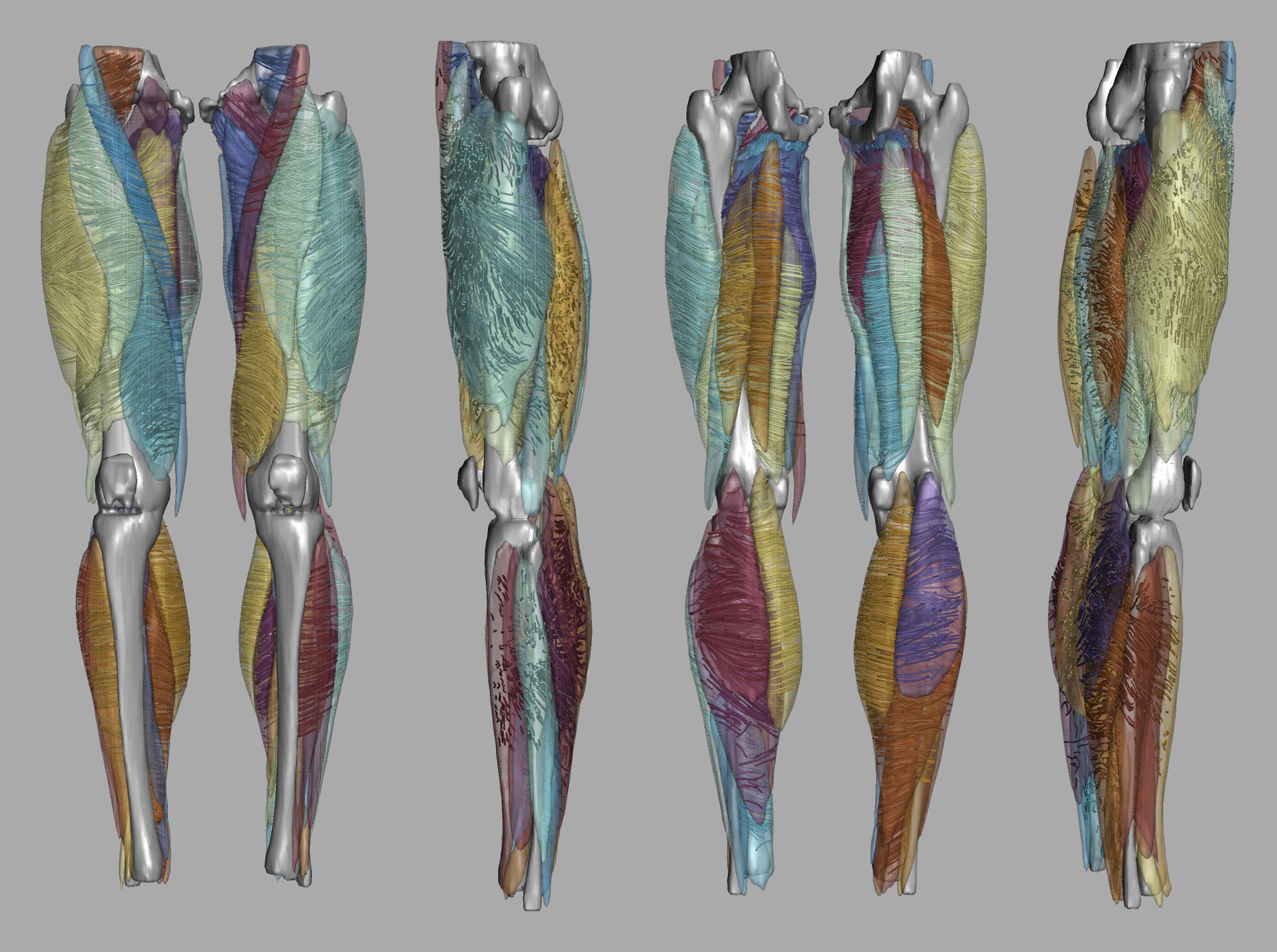 Whole leg 3D fiber tractography of all muscles segmented using a CNN UNET.
