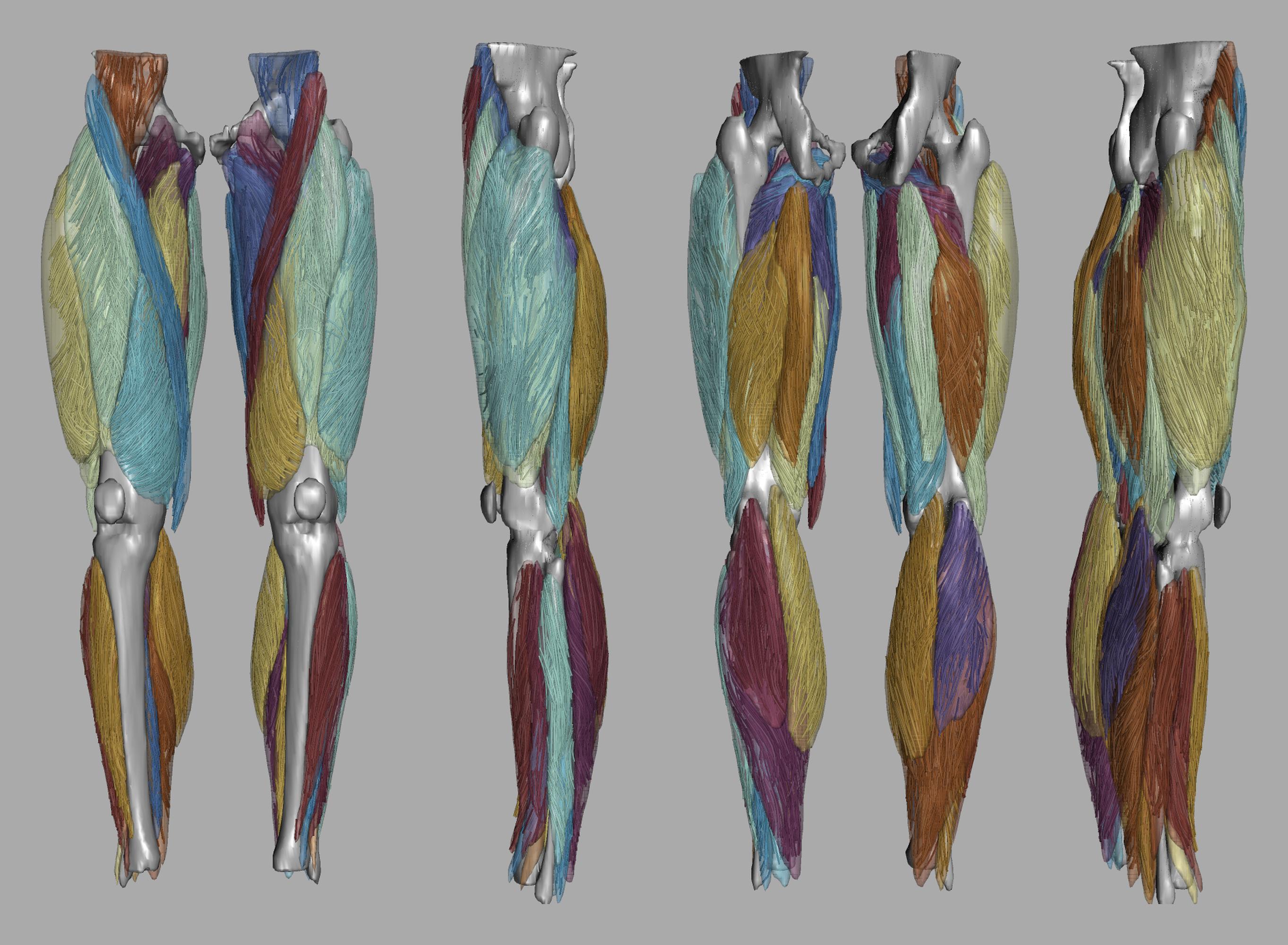 Whole leg 3D fiber tractography of all muscles segmented using a CNN UNET.