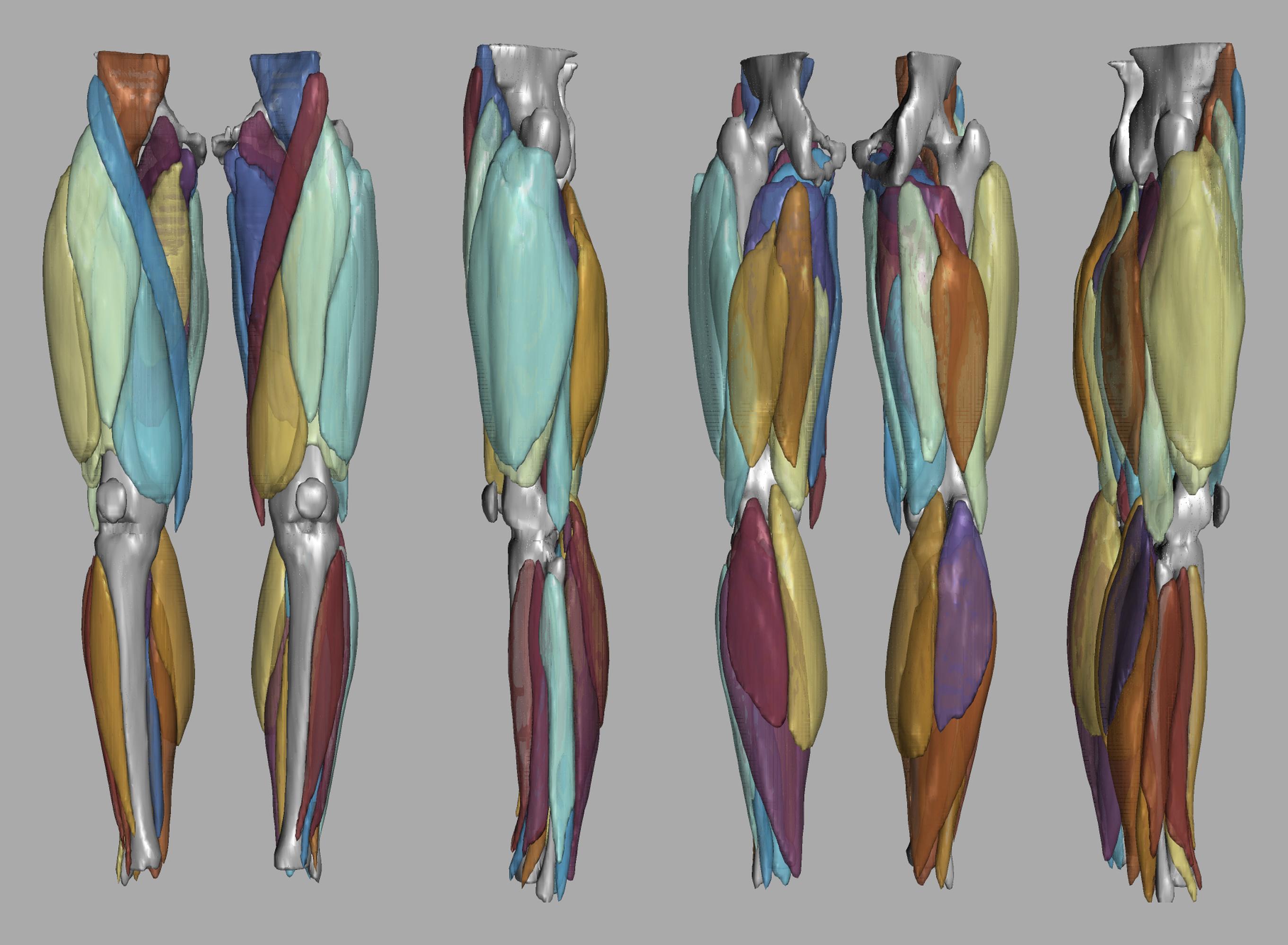 3D render of automated muscle segmentation labels generated using a CNN UNET.