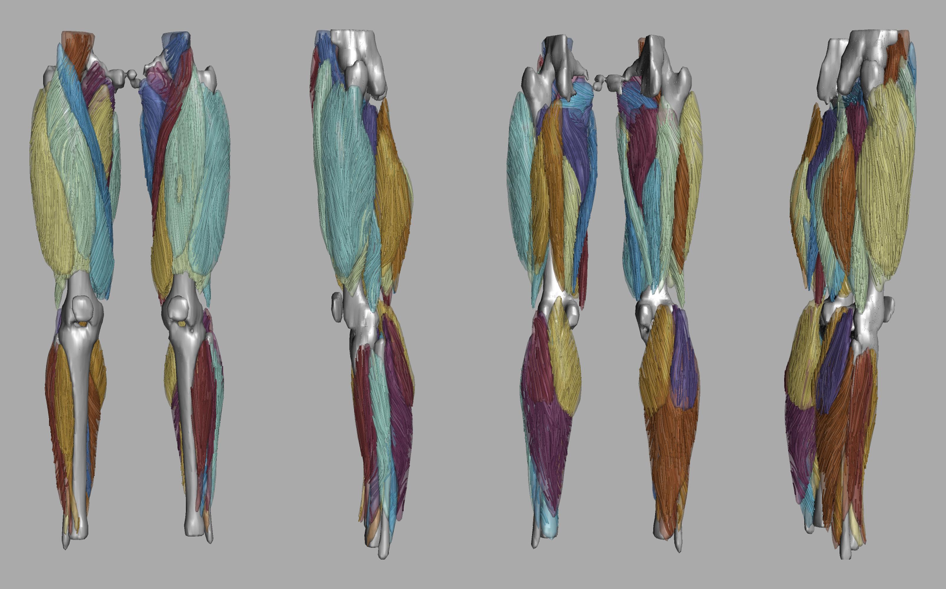 Whole leg 3D fiber tractography of all muscles segmented using a CNN UNET.