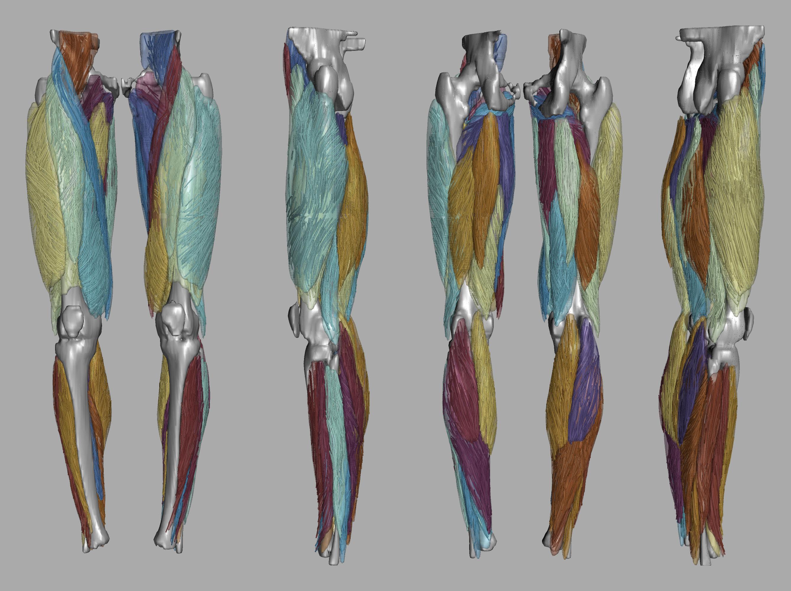 Whole leg 3D fiber tractography of all muscles segmented using a CNN UNET.