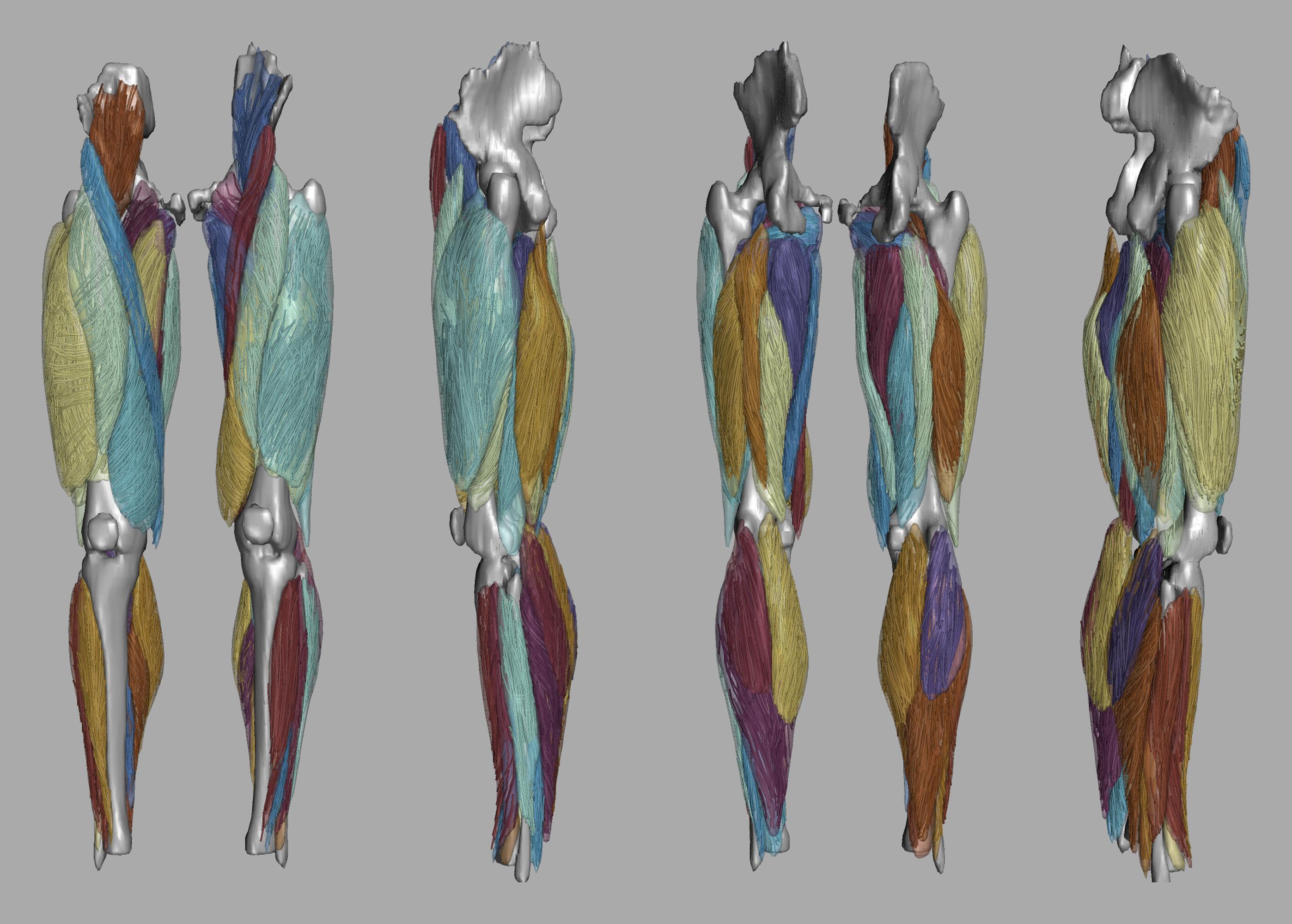Whole leg 3D fiber tractography of all muscles segmented using a CNN UNET.