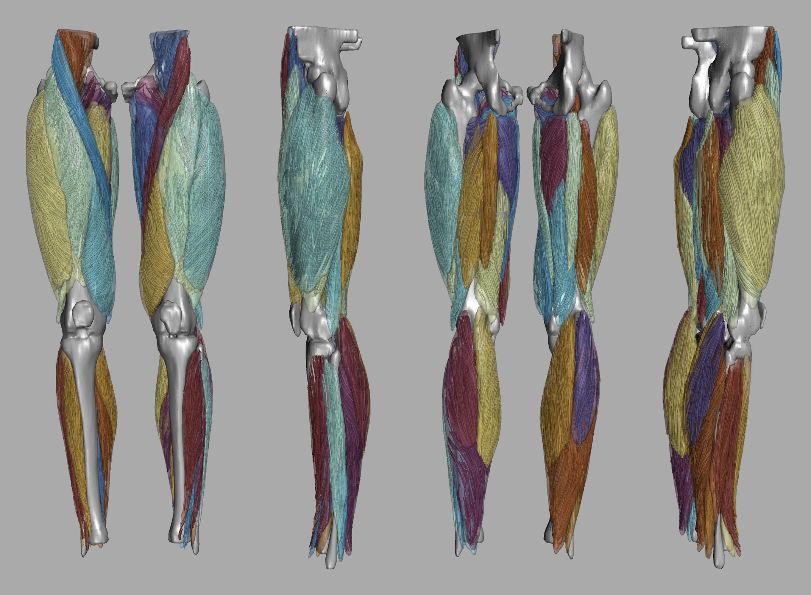 Whole leg 3D fiber tractography of all muscles segmented using a CNN UNET.