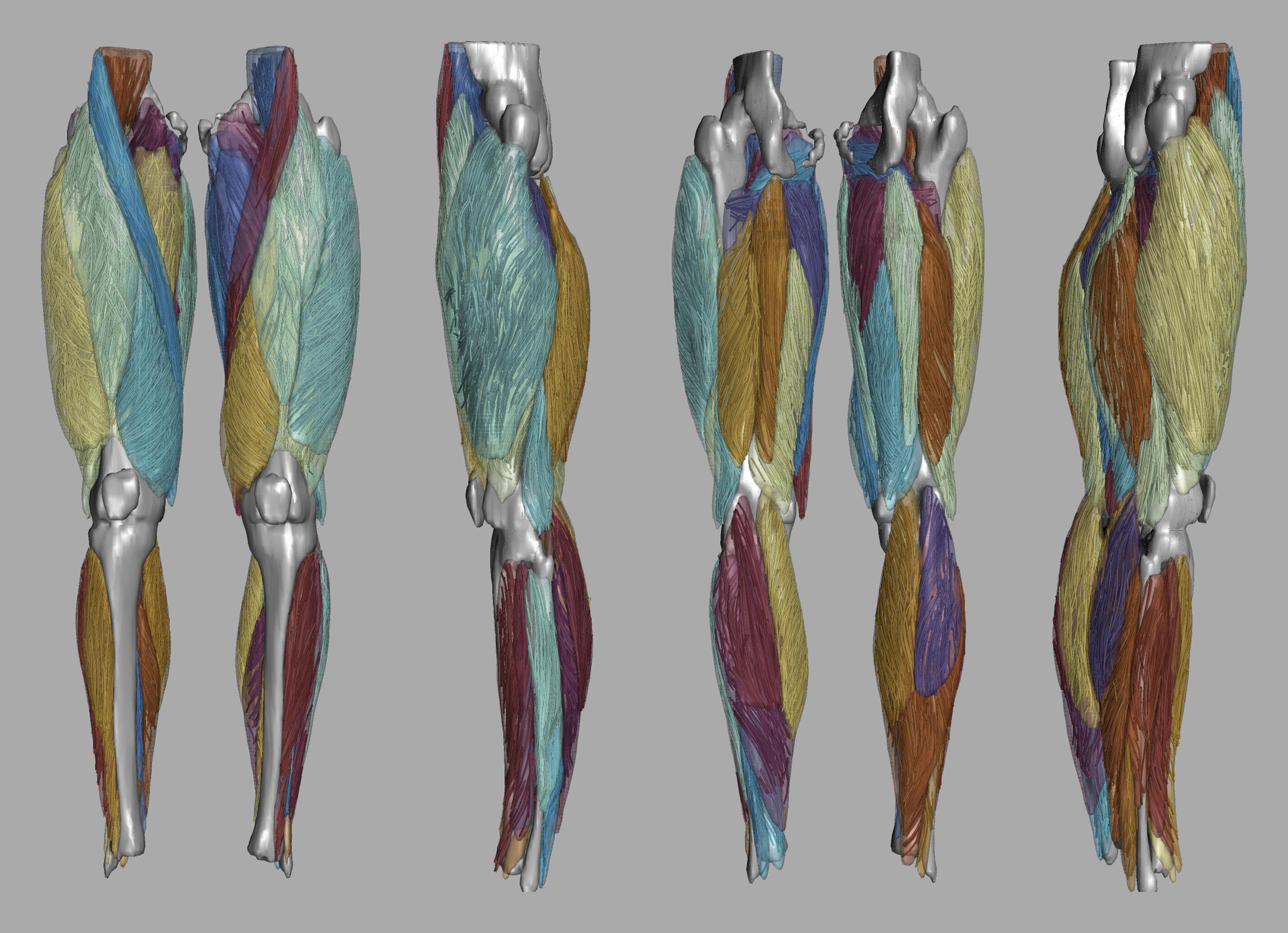 Whole leg 3D fiber tractography of all muscles segmented using a CNN UNET.
