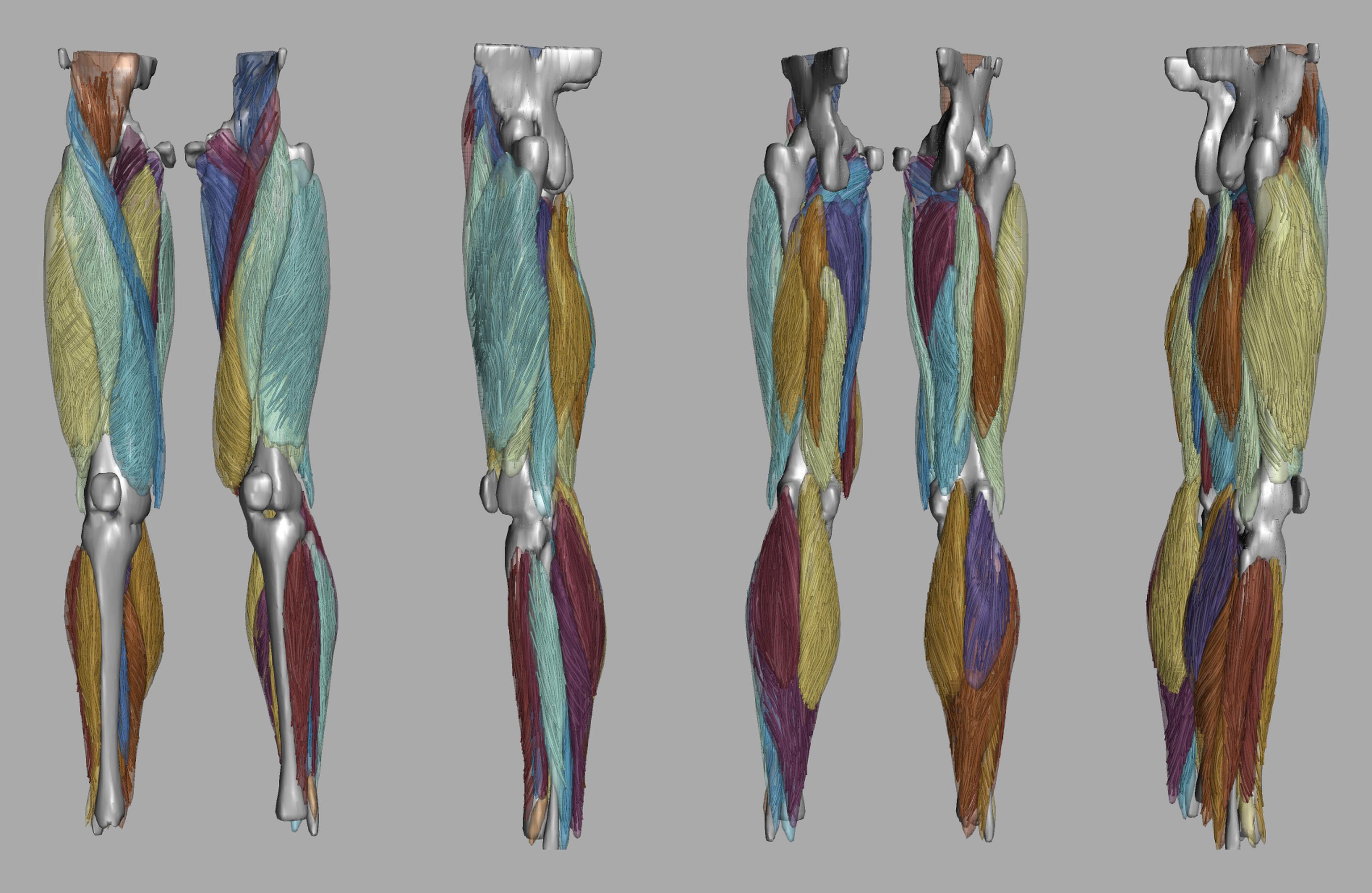 Whole leg 3D fiber tractography of all muscles segmented using a CNN UNET.