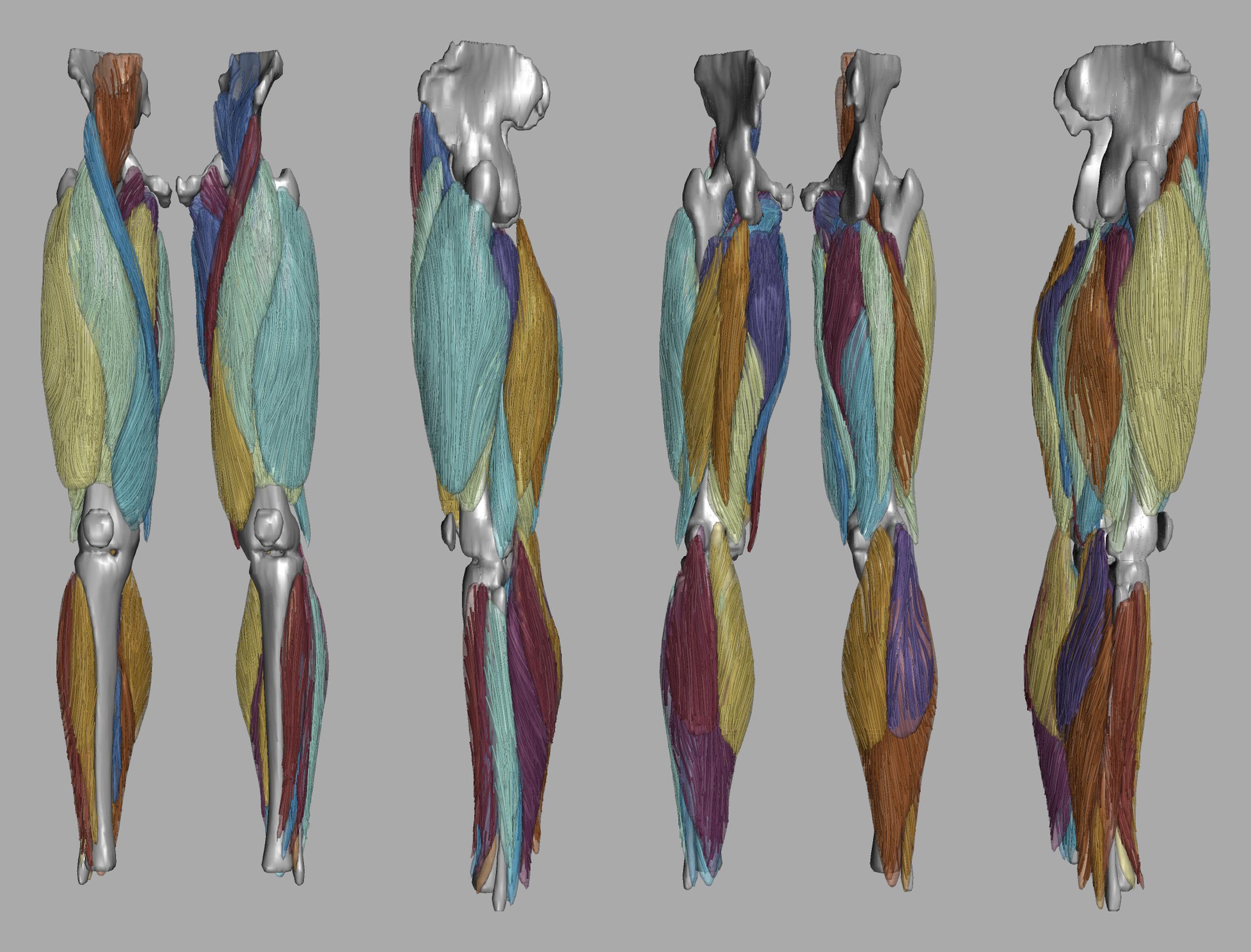 Whole leg 3D fiber tractography of all muscles segmented using a CNN UNET.