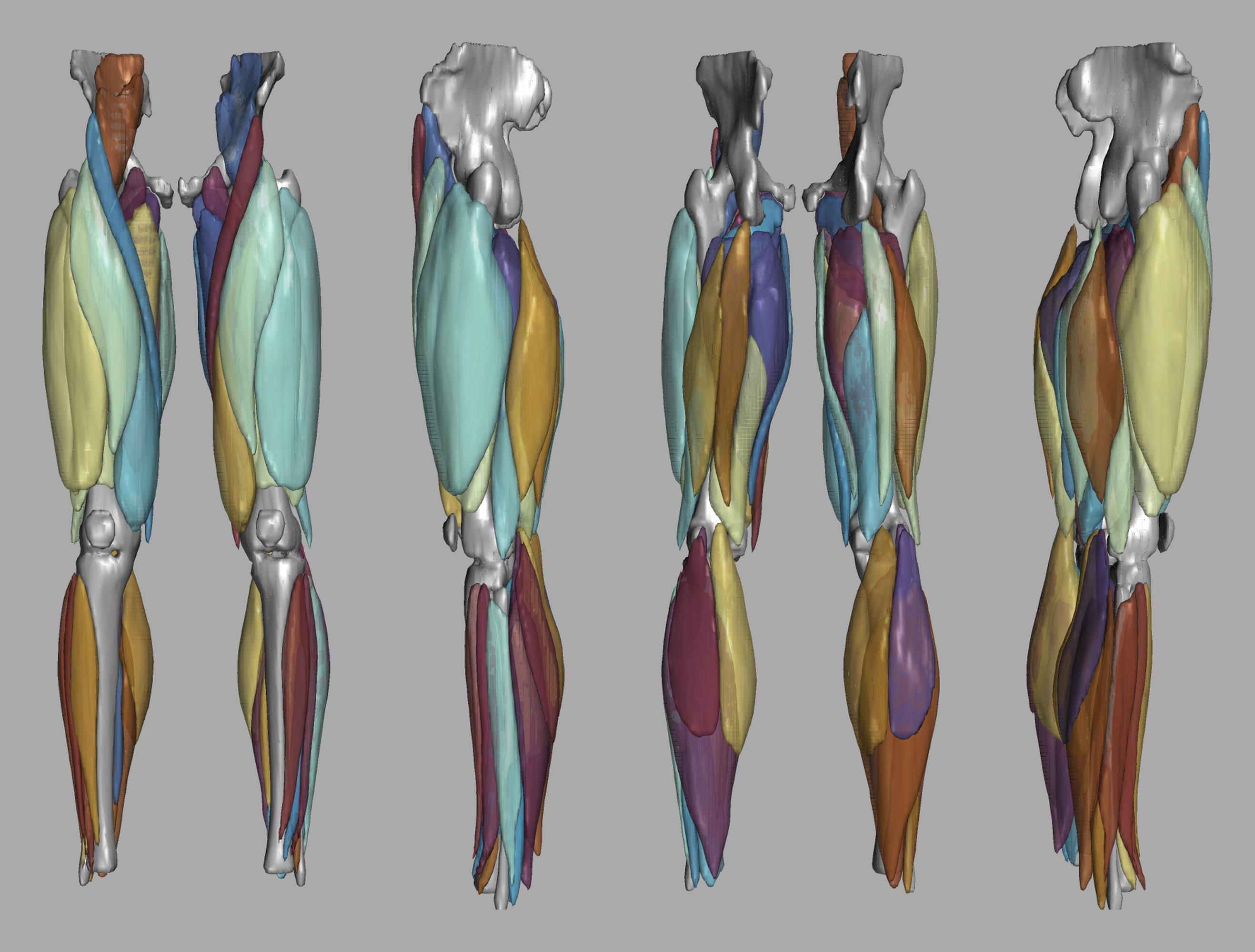 3D render of automated muscle segmentation labels generated using a CNN UNET.
