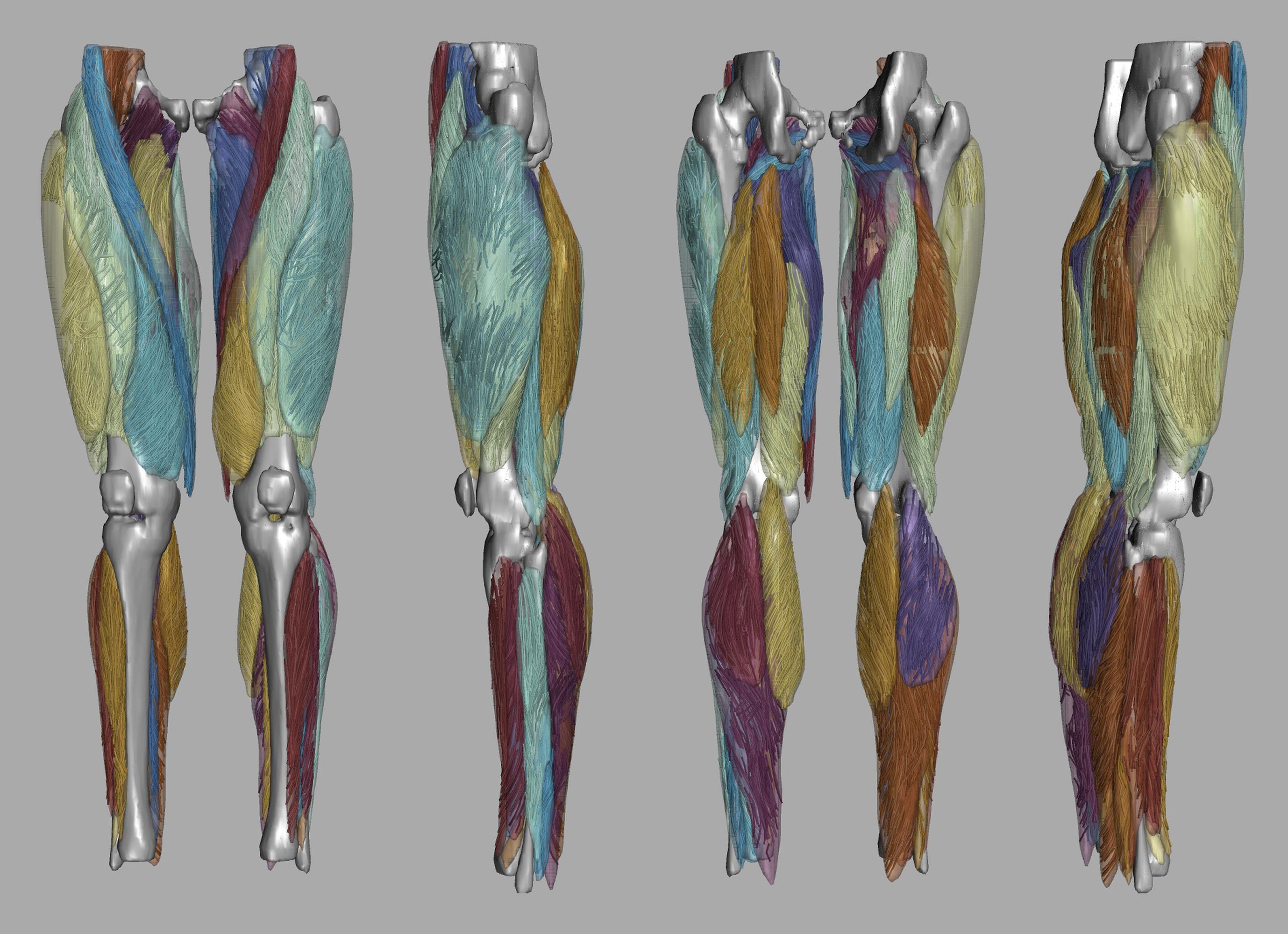 Whole leg 3D fiber tractography of all muscles segmented using a CNN UNET.