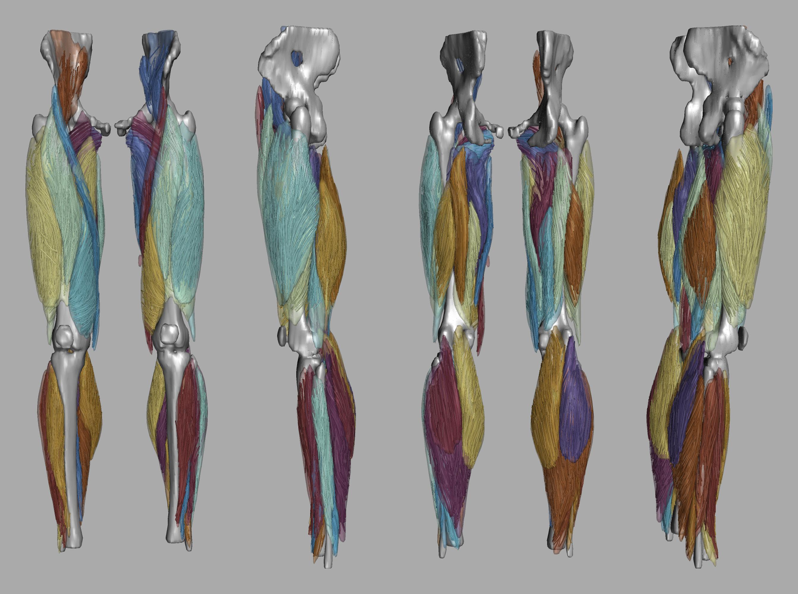 Whole leg 3D fiber tractography of all muscles segmented using a CNN UNET.