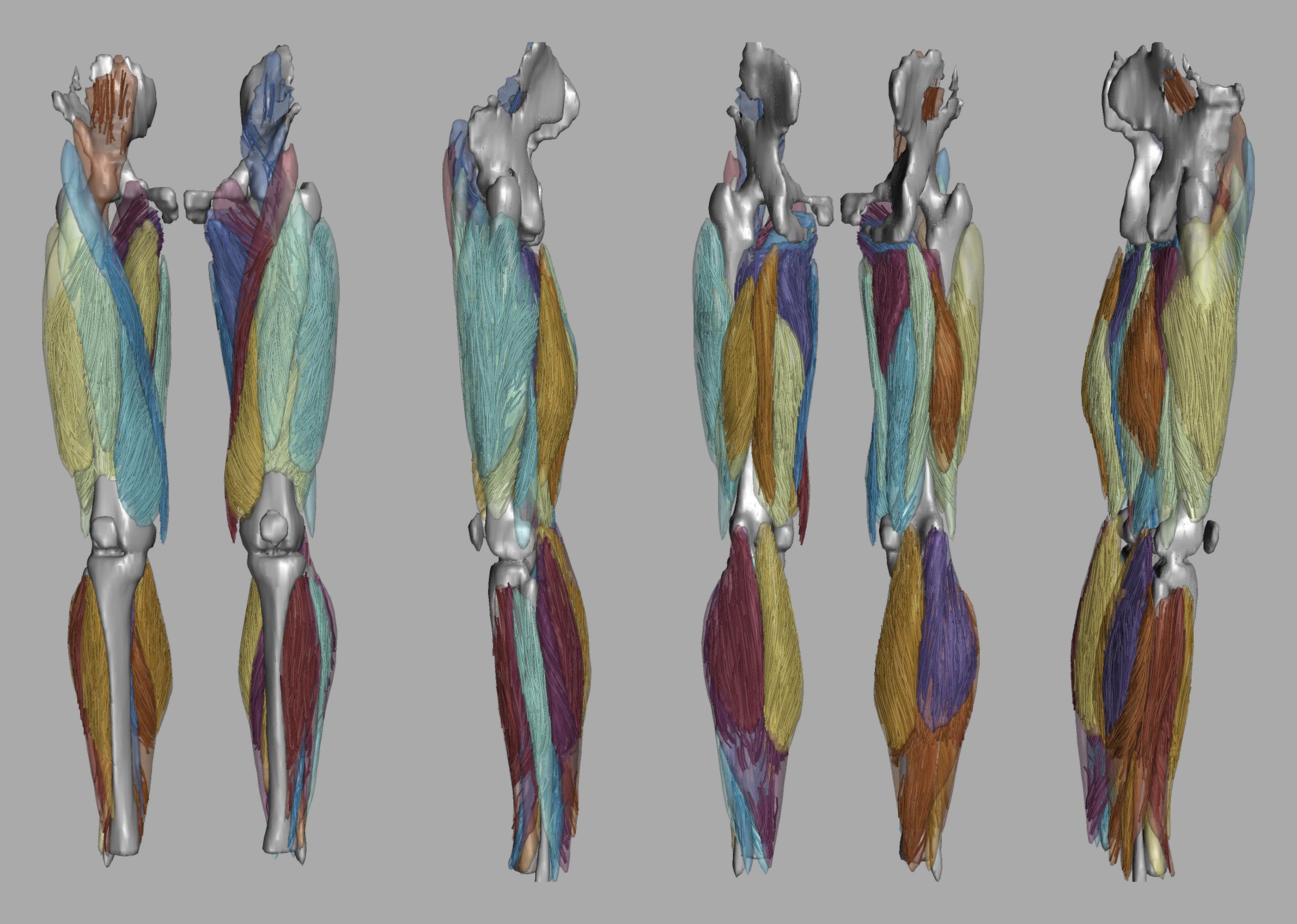 Whole leg 3D fiber tractography of all muscles segmented using a CNN UNET.