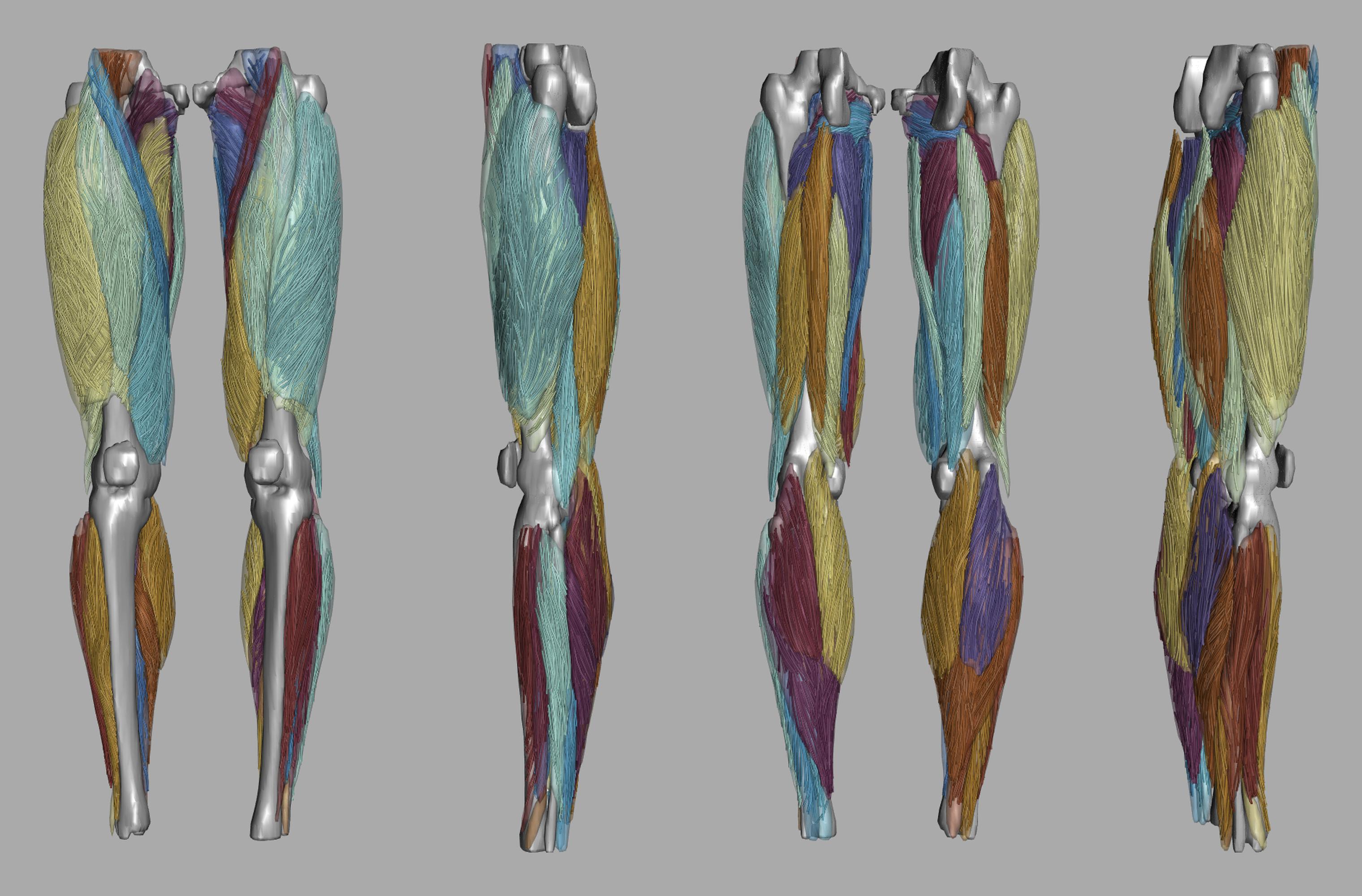 Whole leg 3D fiber tractography of all muscles segmented using a CNN UNET.