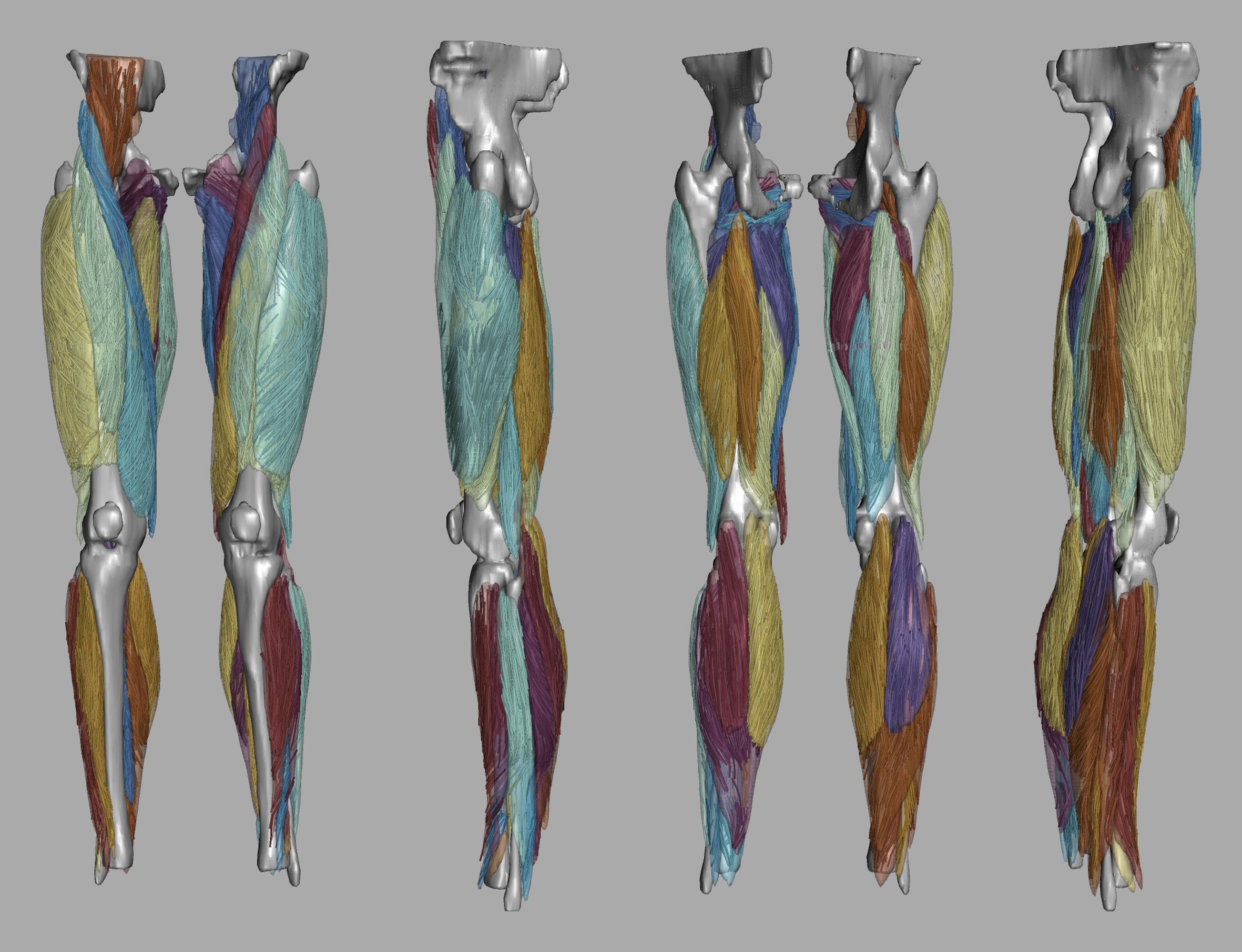 Whole leg 3D fiber tractography of all muscles segmented using a CNN UNET.