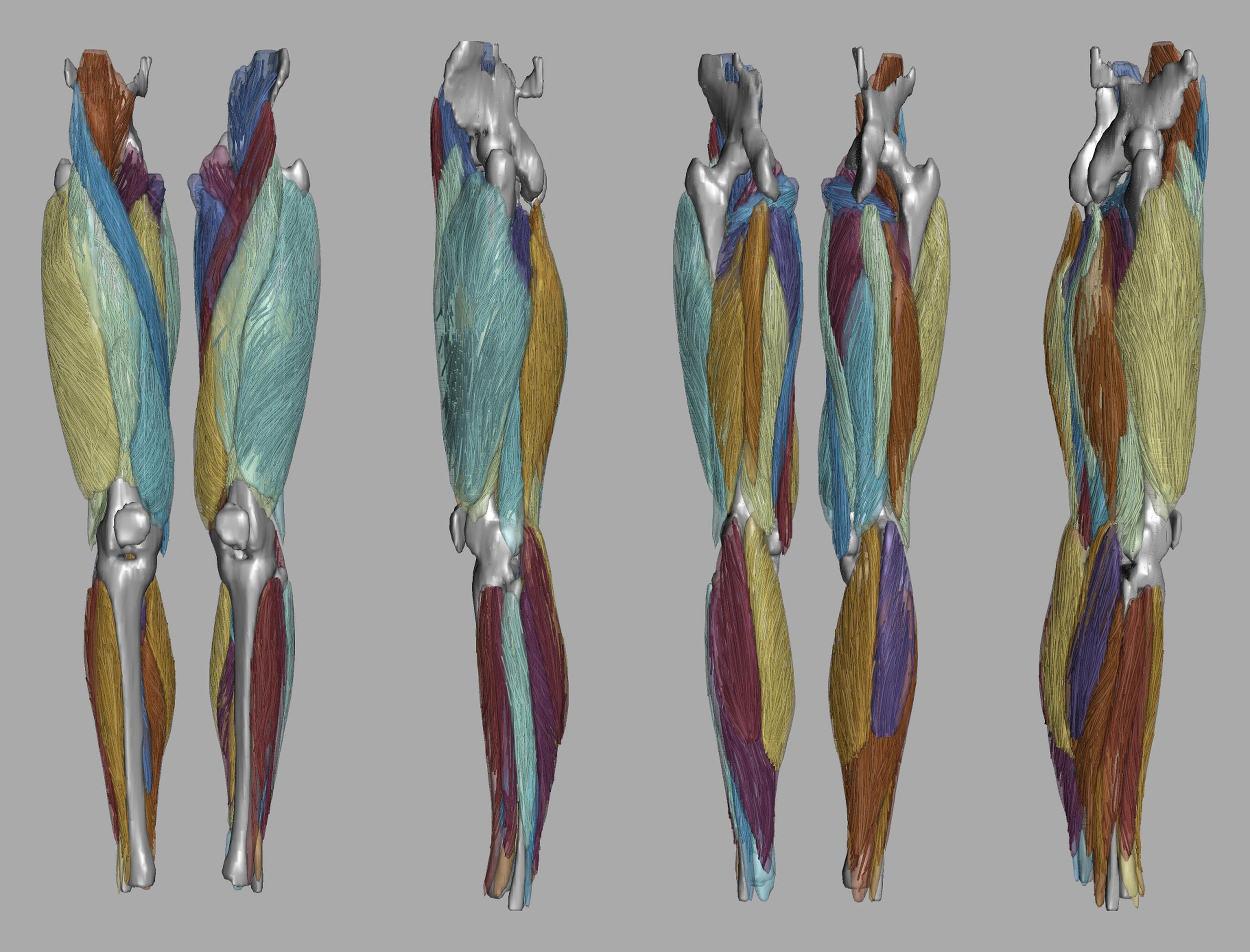 Whole leg 3D fiber tractography of all muscles segmented using a CNN UNET.