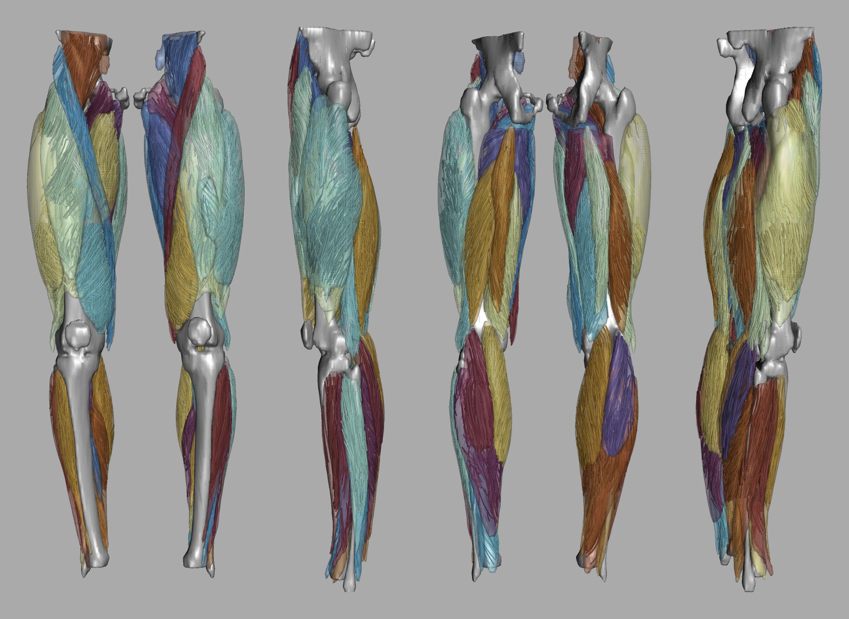 Whole leg 3D fiber tractography of all muscles segmented using a CNN UNET.