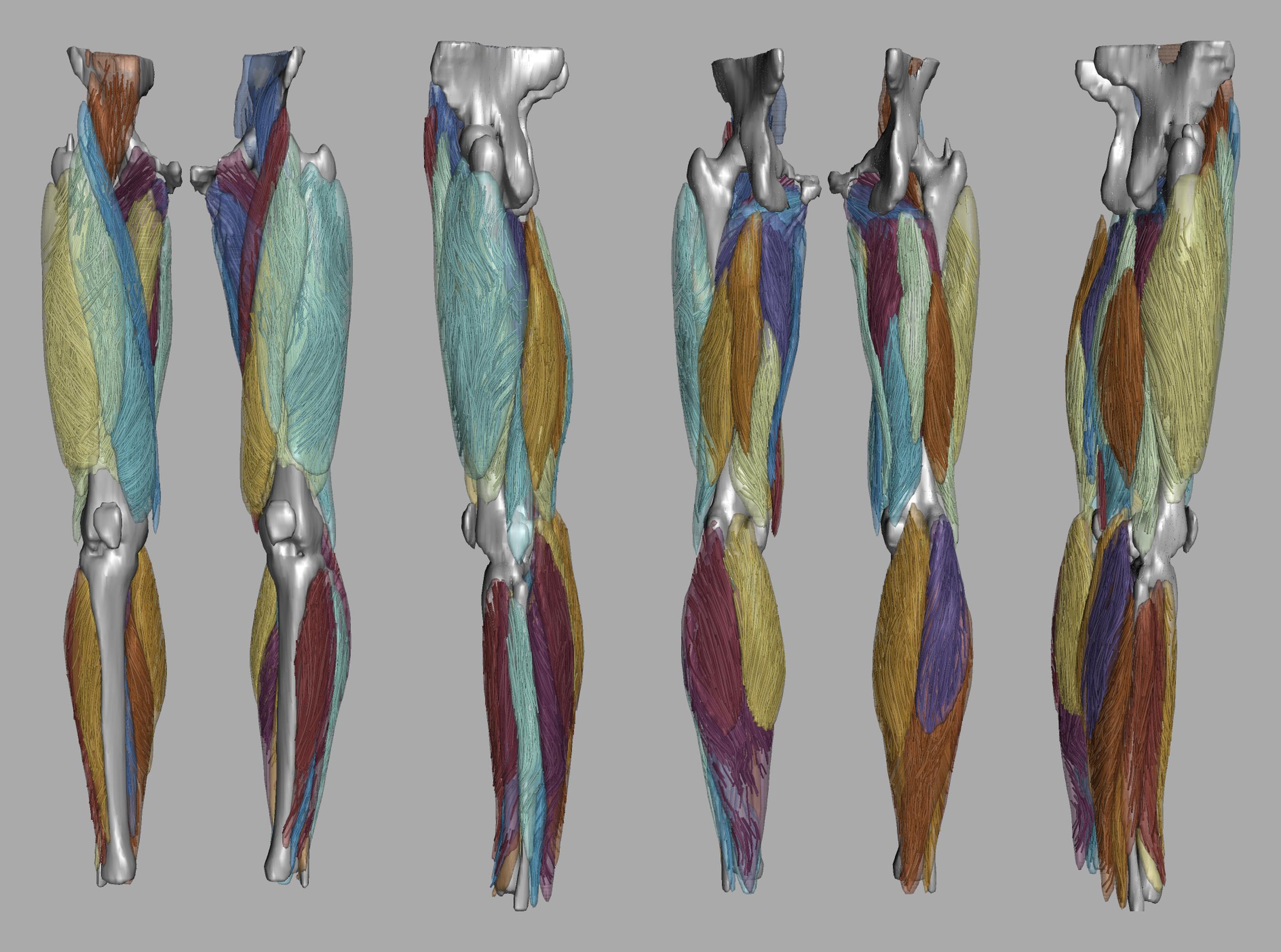Whole leg 3D fiber tractography of all muscles segmented using a CNN UNET.