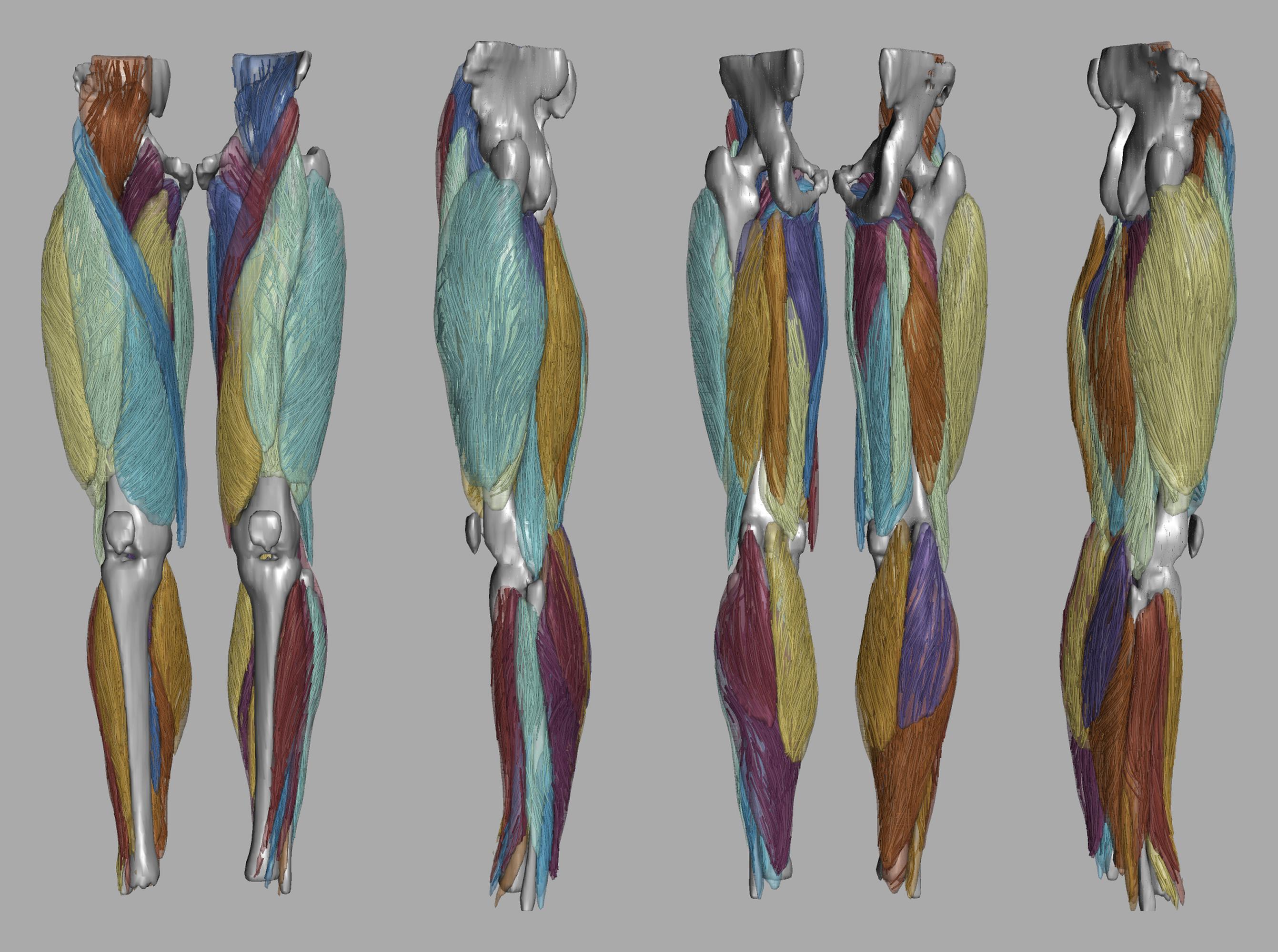 Whole leg 3D fiber tractography of all muscles segmented using a CNN UNET.
